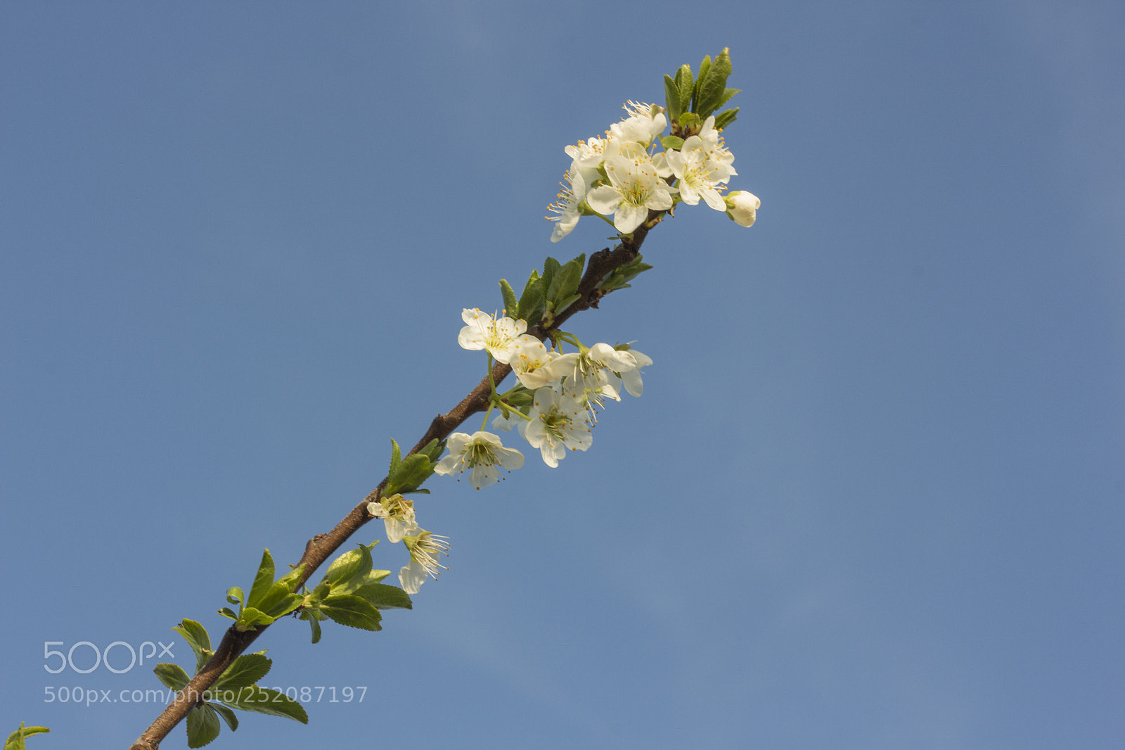 Canon EOS 700D (EOS Rebel T5i / EOS Kiss X7i) sample photo. Hanami photography