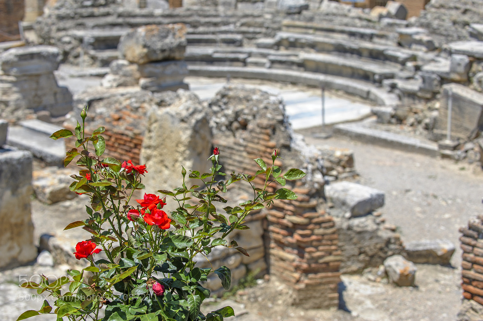 Nikon D700 sample photo. Rose bush and ruins photography