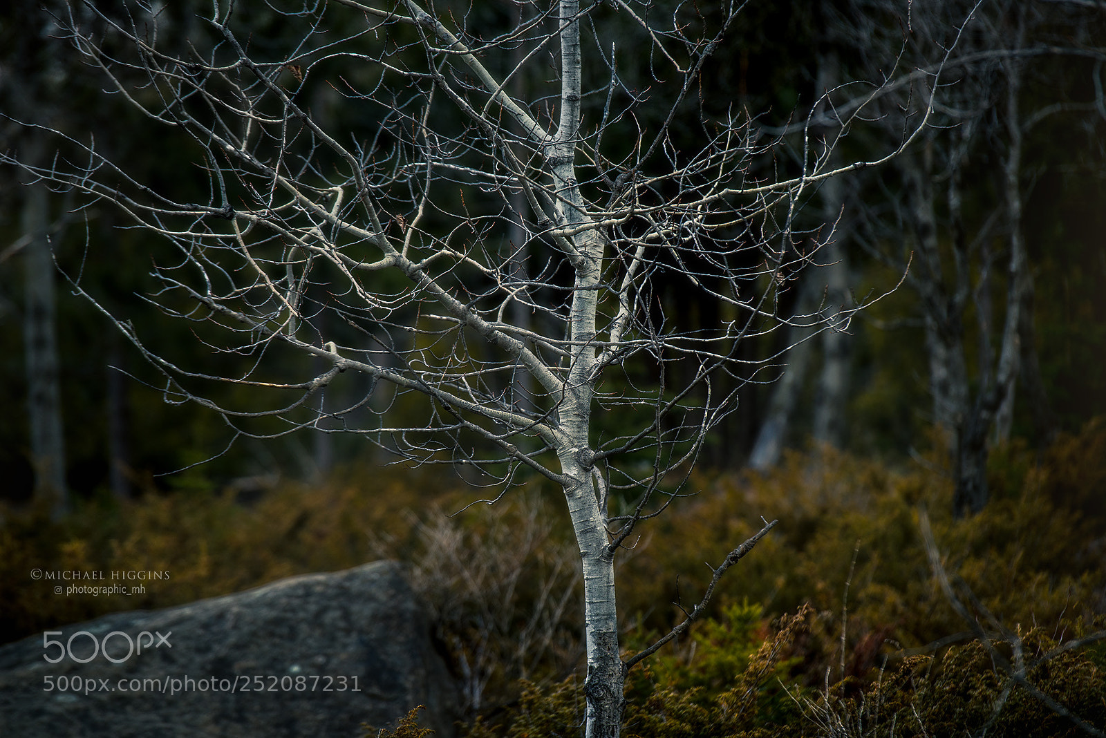 Nikon D610 sample photo. Poplar at daybreak photography