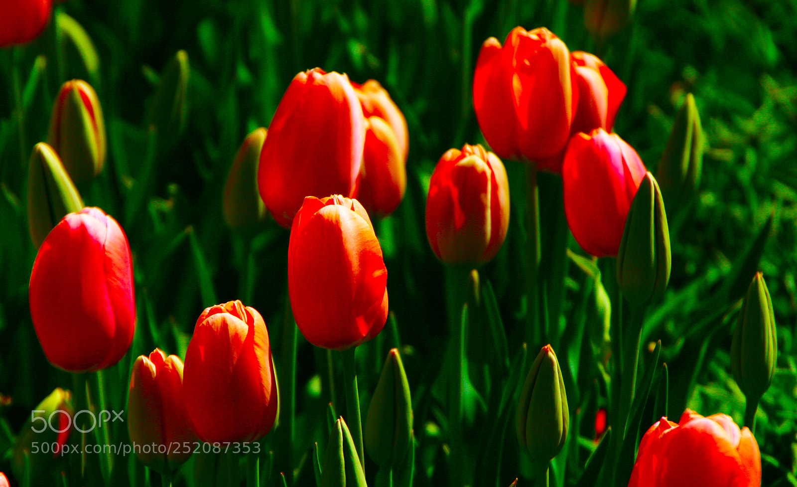 Canon EOS 100D (EOS Rebel SL1 / EOS Kiss X7) sample photo. The tulips photography