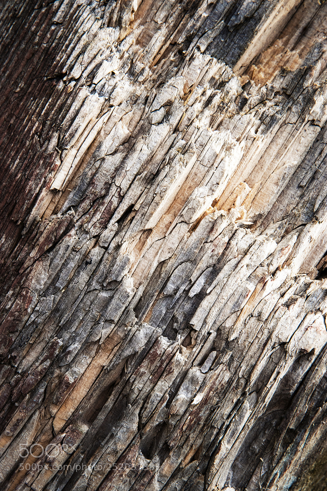 Nikon D5500 sample photo. Texture detail of a photography