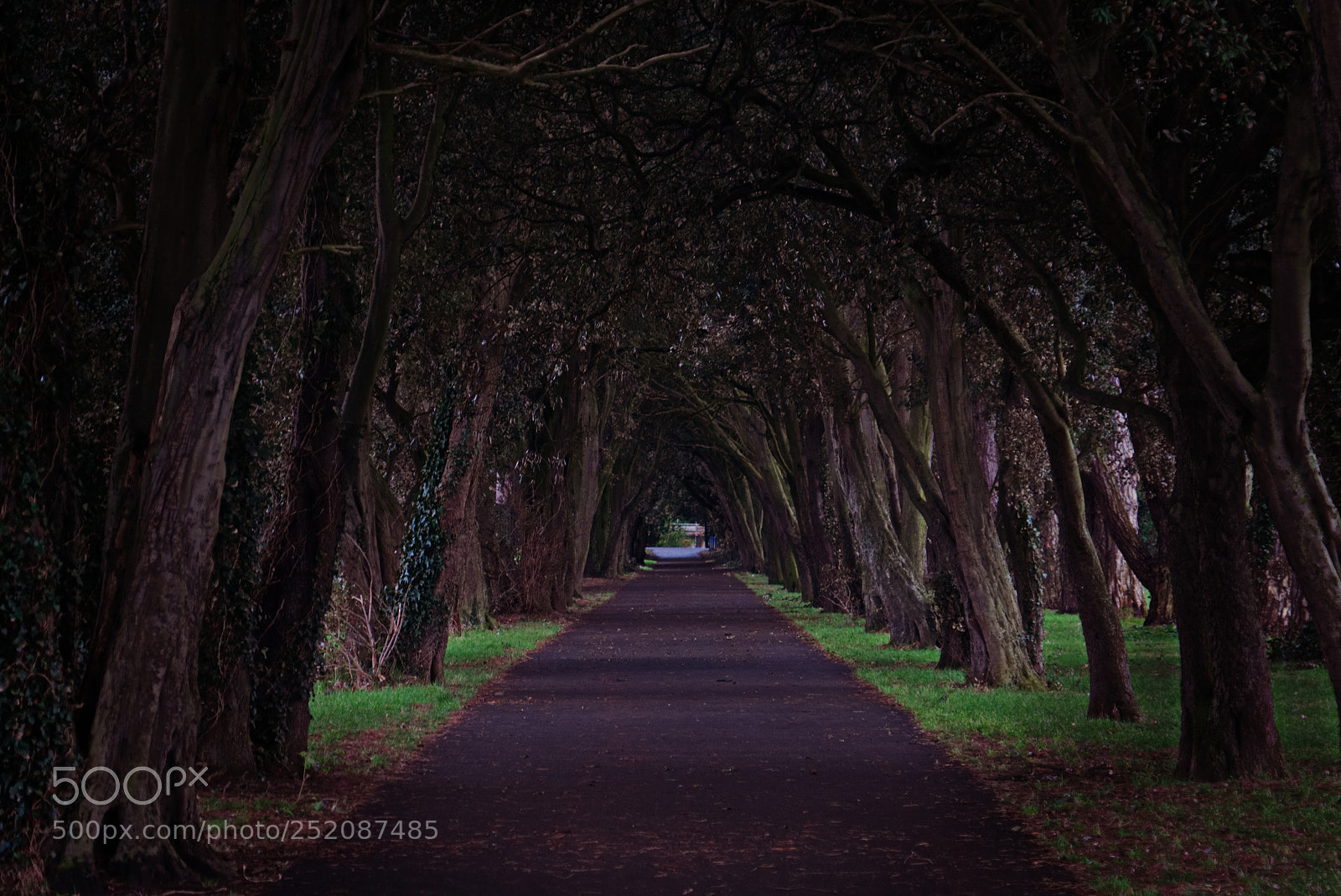 Fujifilm X-T1 sample photo. Saint anne's park dublin photography