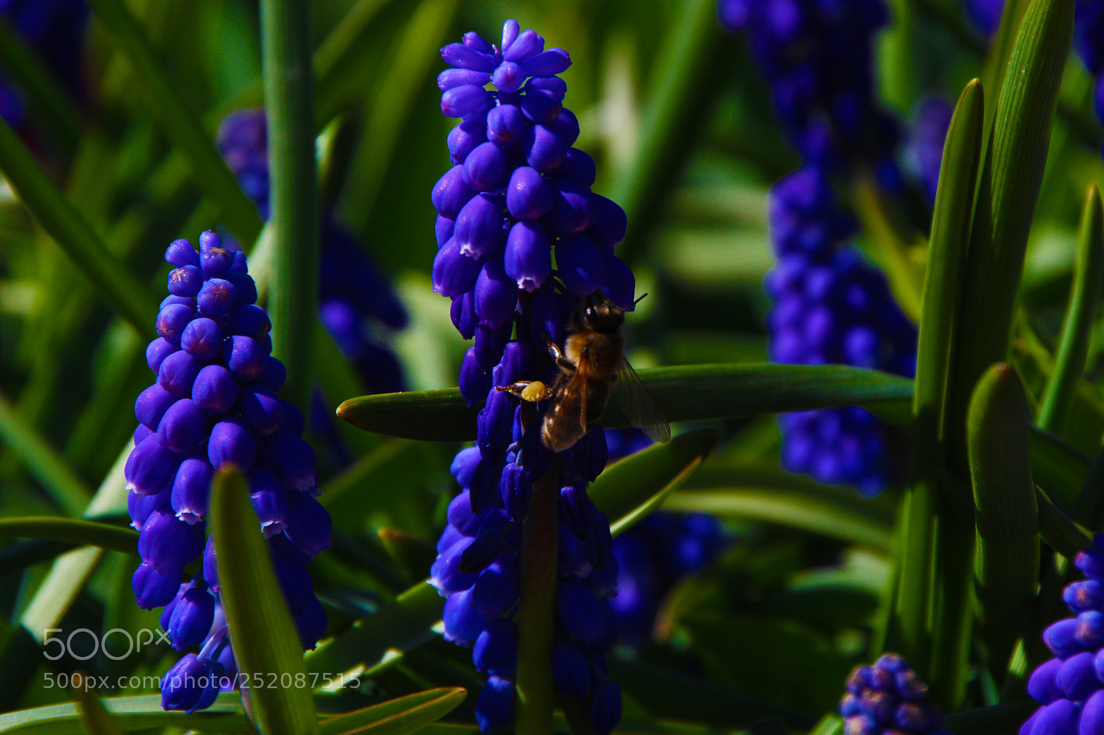 Canon EOS 100D (EOS Rebel SL1 / EOS Kiss X7) sample photo. The hyacinth photography