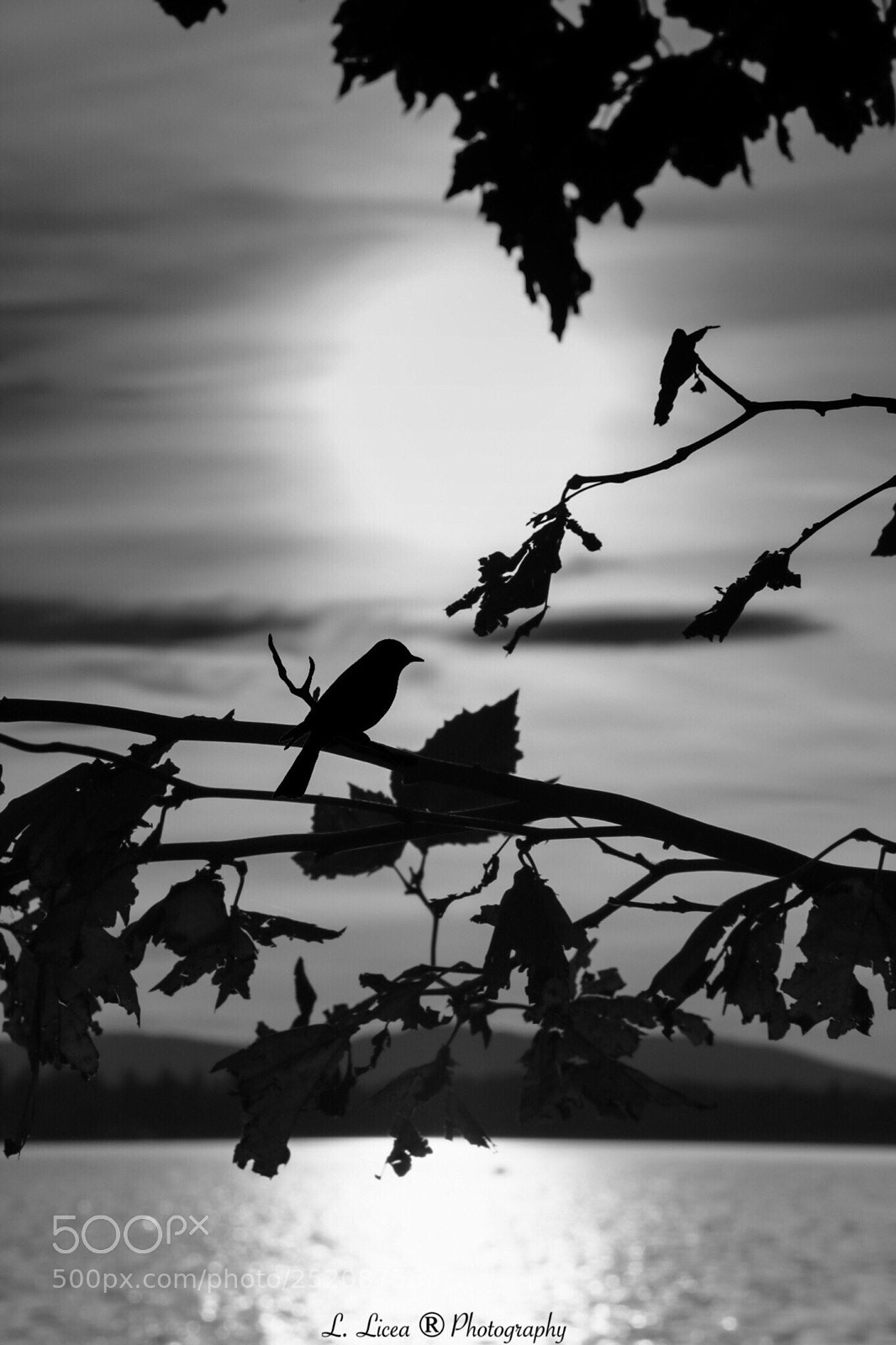 Canon EOS 70D sample photo. Caress of light 44 photography