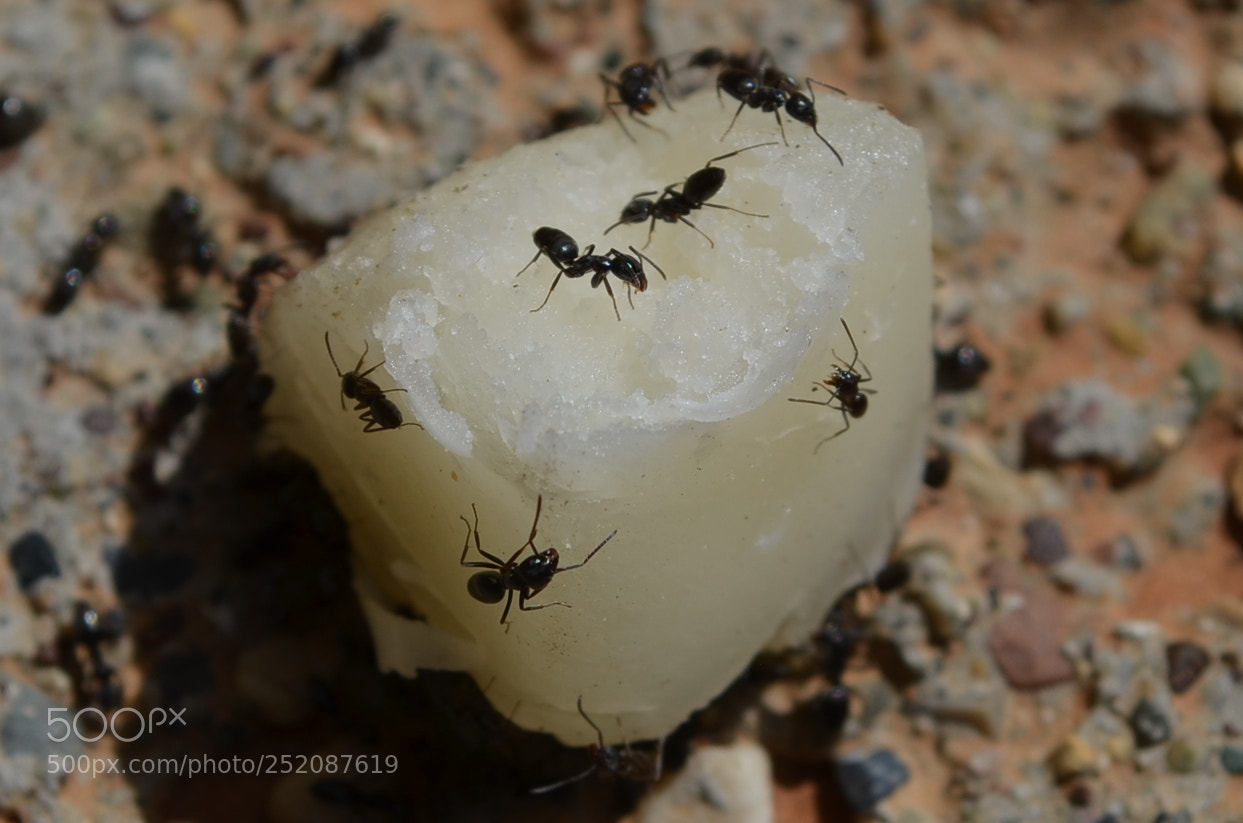 Nikon D5100 sample photo. Ants photography