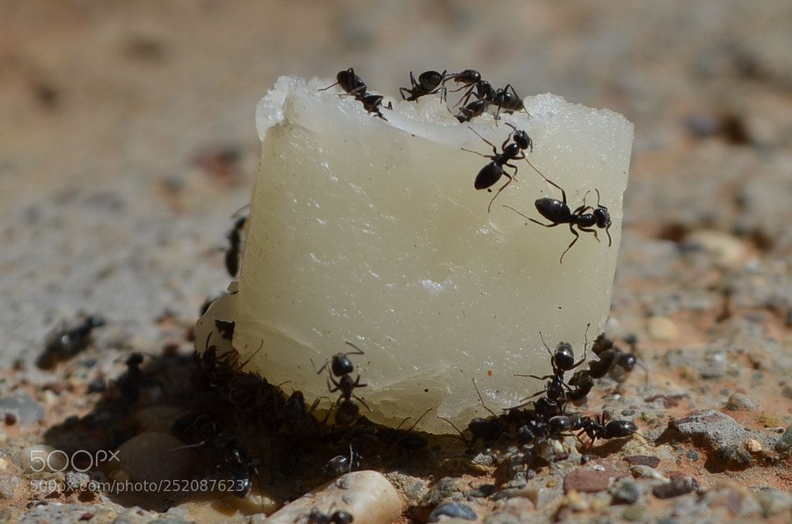 Nikon D5100 sample photo. Antwork photography