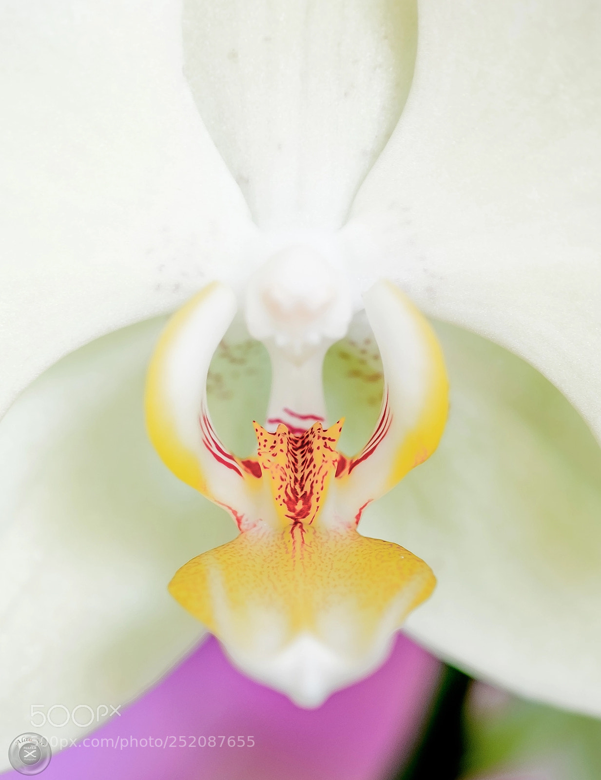 Fujifilm X-E2S sample photo. Deep inside white flower 2 photography