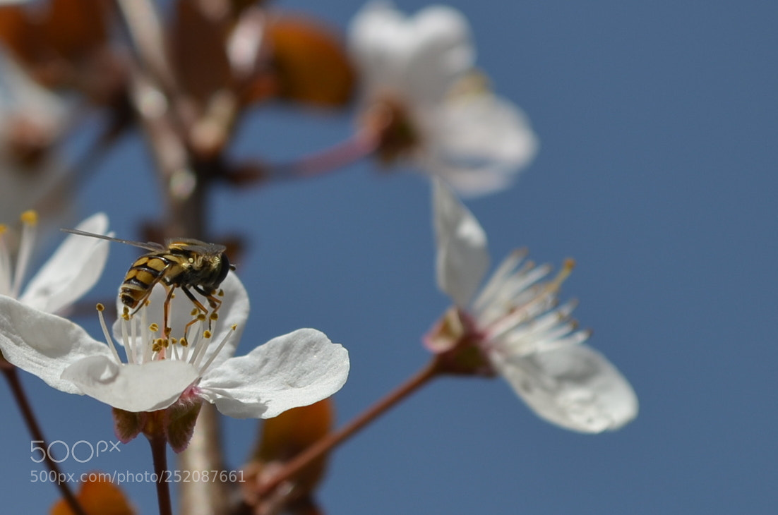 Nikon D5100 sample photo. Bee at work photography