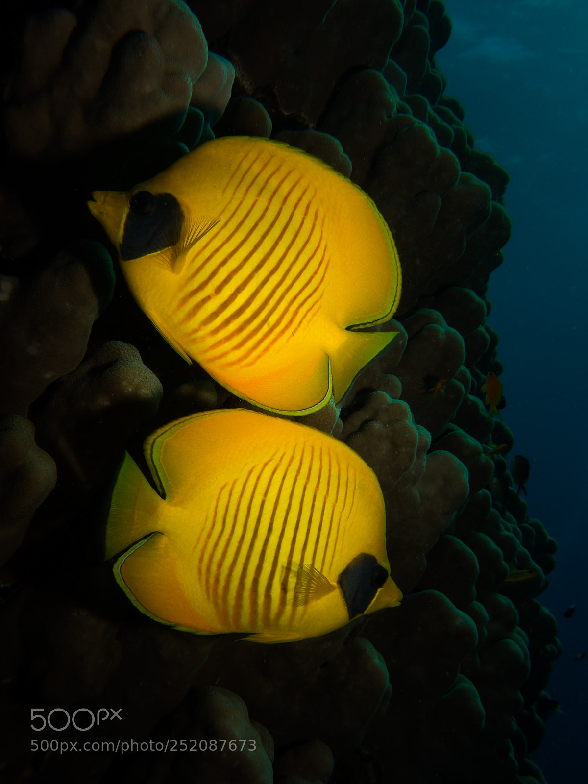 Sony Cyber-shot DSC-RX100 sample photo. Bluecheek butterflyfish (chaetodon semilarvatus) photography