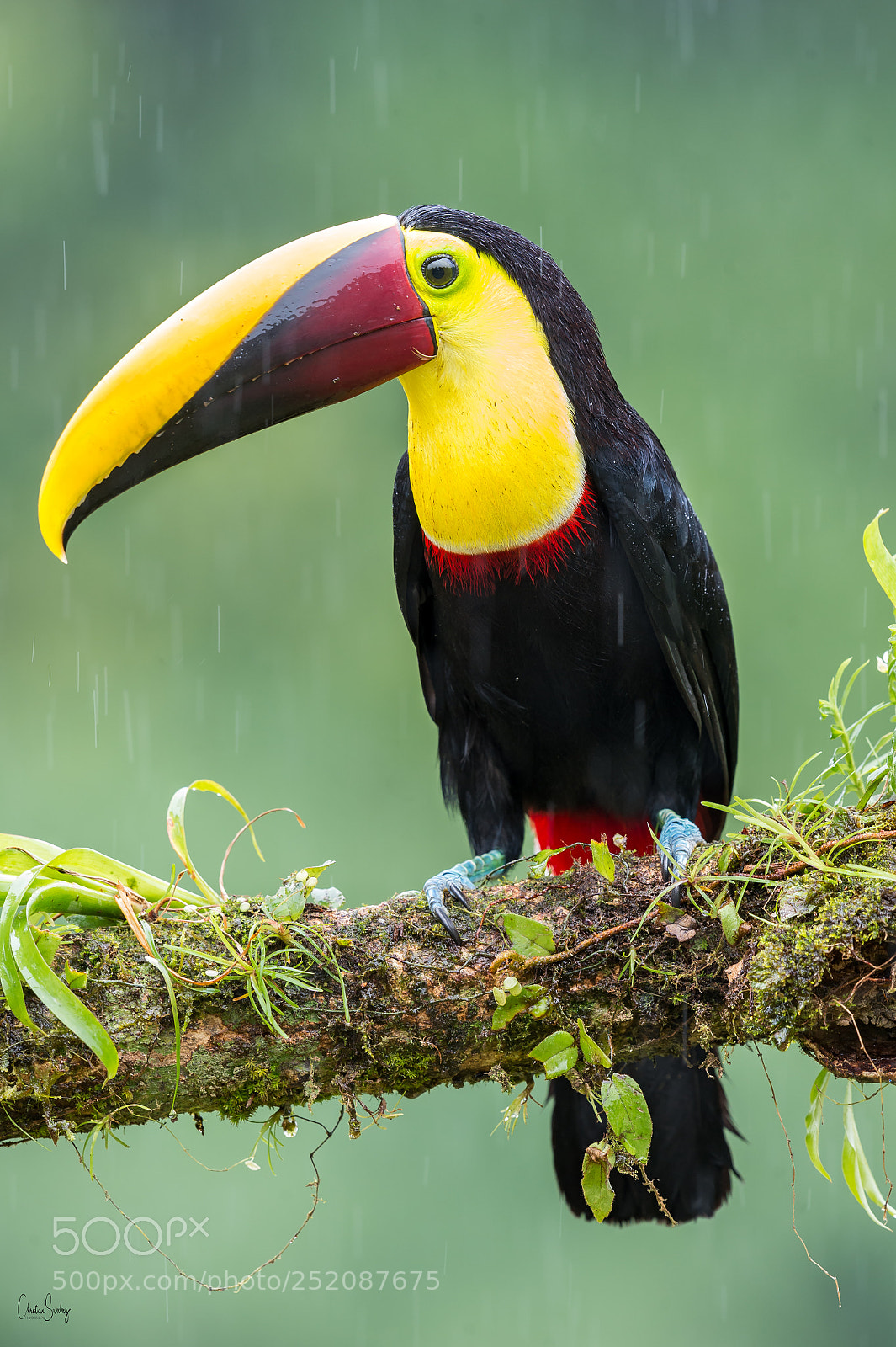 Nikon D4 sample photo. Yellow-throated toucan photography