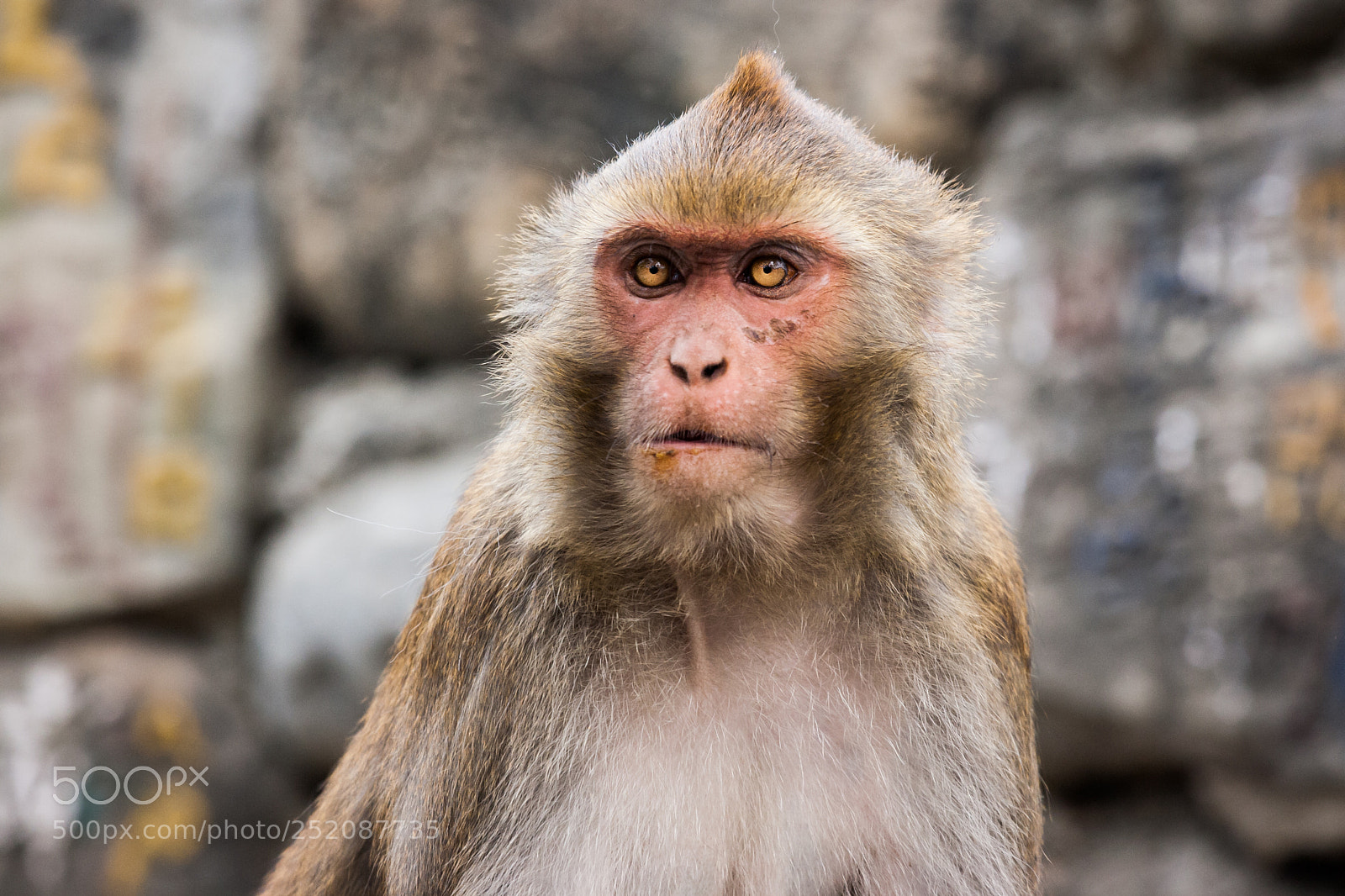 Canon EOS 400D (EOS Digital Rebel XTi / EOS Kiss Digital X) sample photo. Monkey at the swayambunath photography