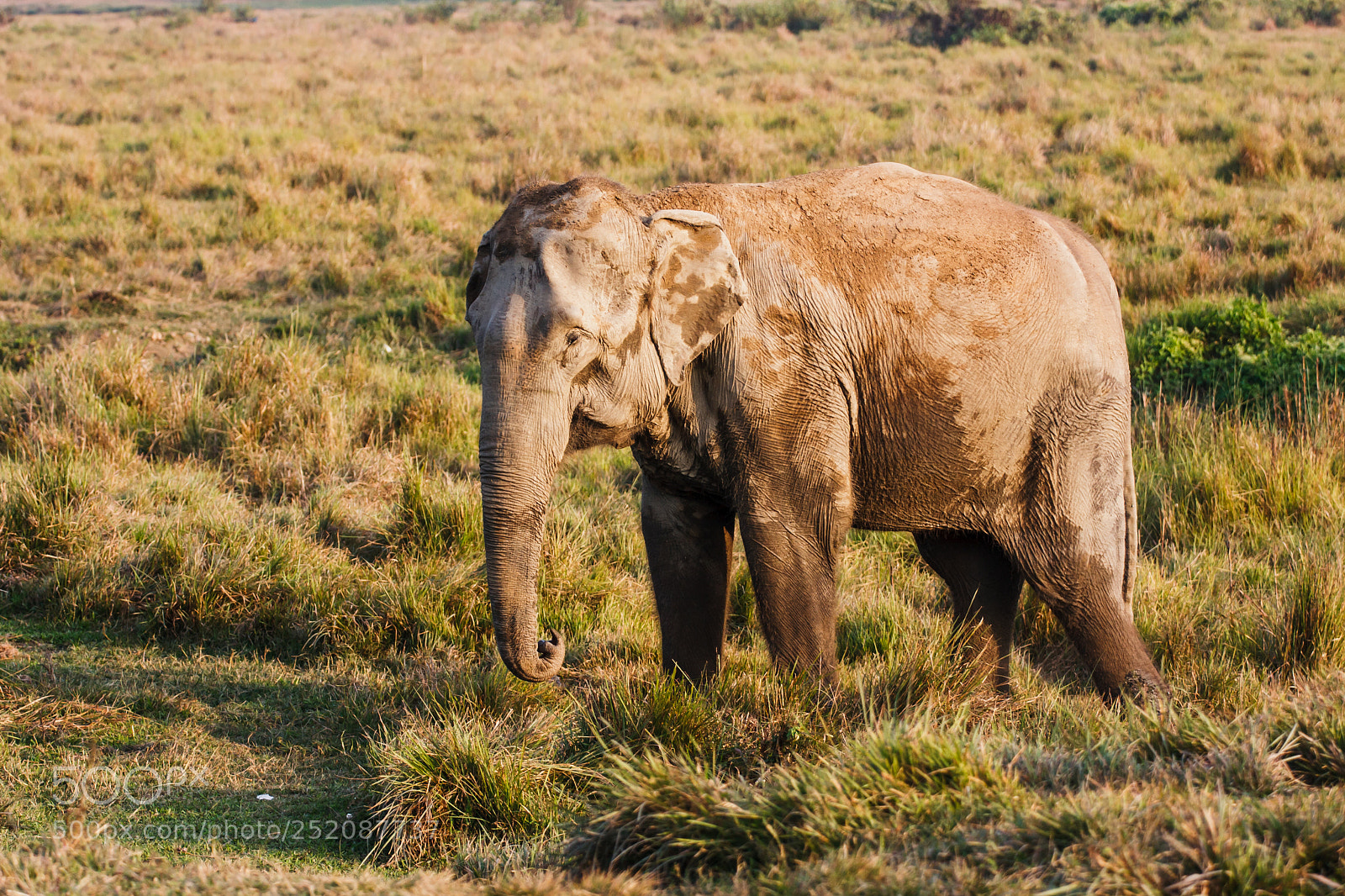 Canon EOS 400D (EOS Digital Rebel XTi / EOS Kiss Digital X) sample photo. Elephant at the chitwan photography