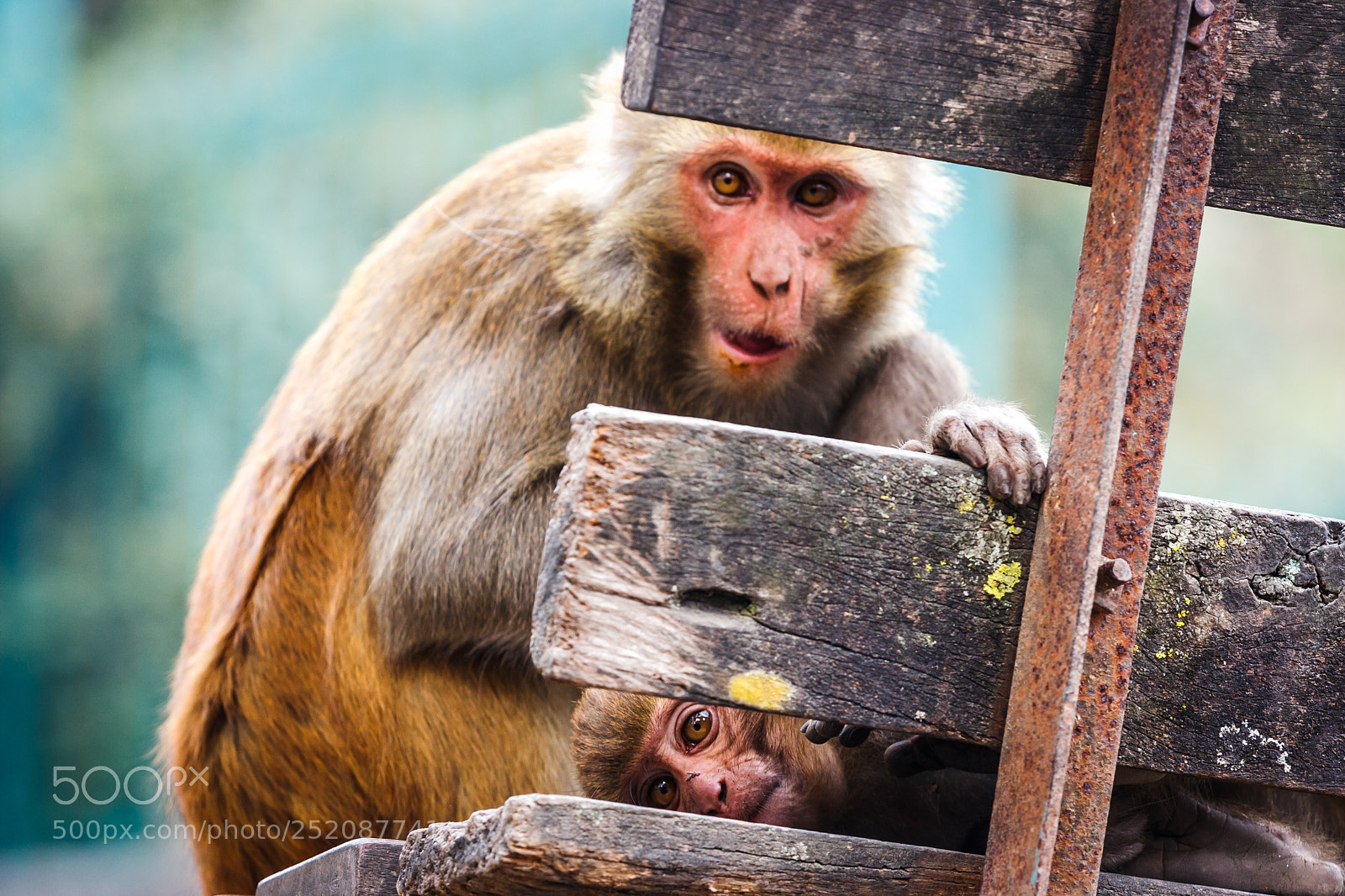 Canon EOS 400D (EOS Digital Rebel XTi / EOS Kiss Digital X) sample photo. Monkeys at the swayambunath photography