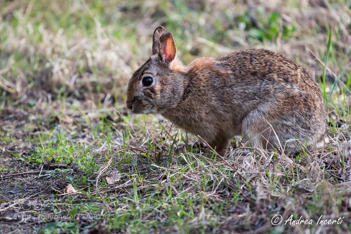 Nikon D810 sample photo. Little hare photography