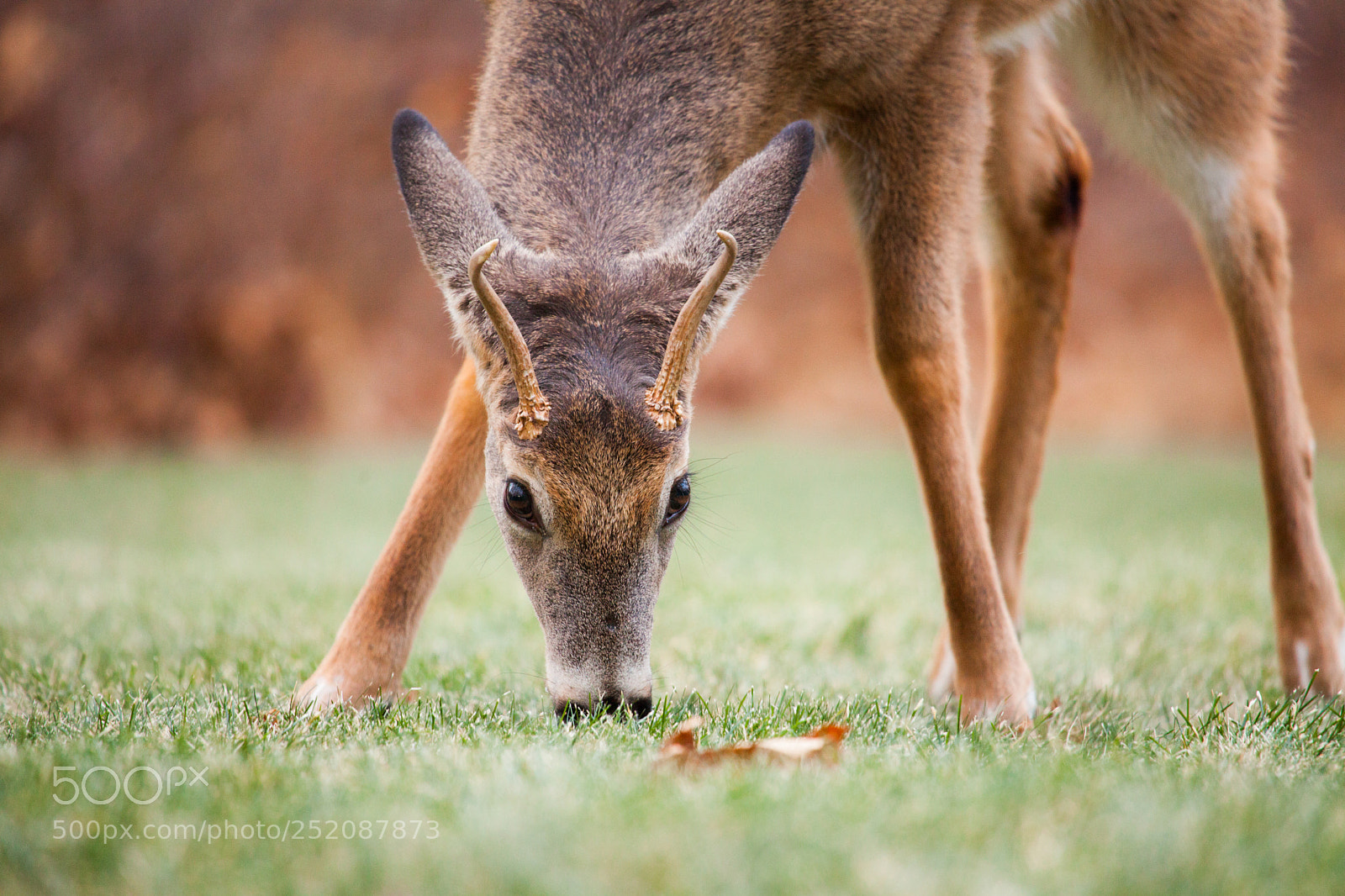 Canon EOS 5D Mark II sample photo. Backyard beauty photography