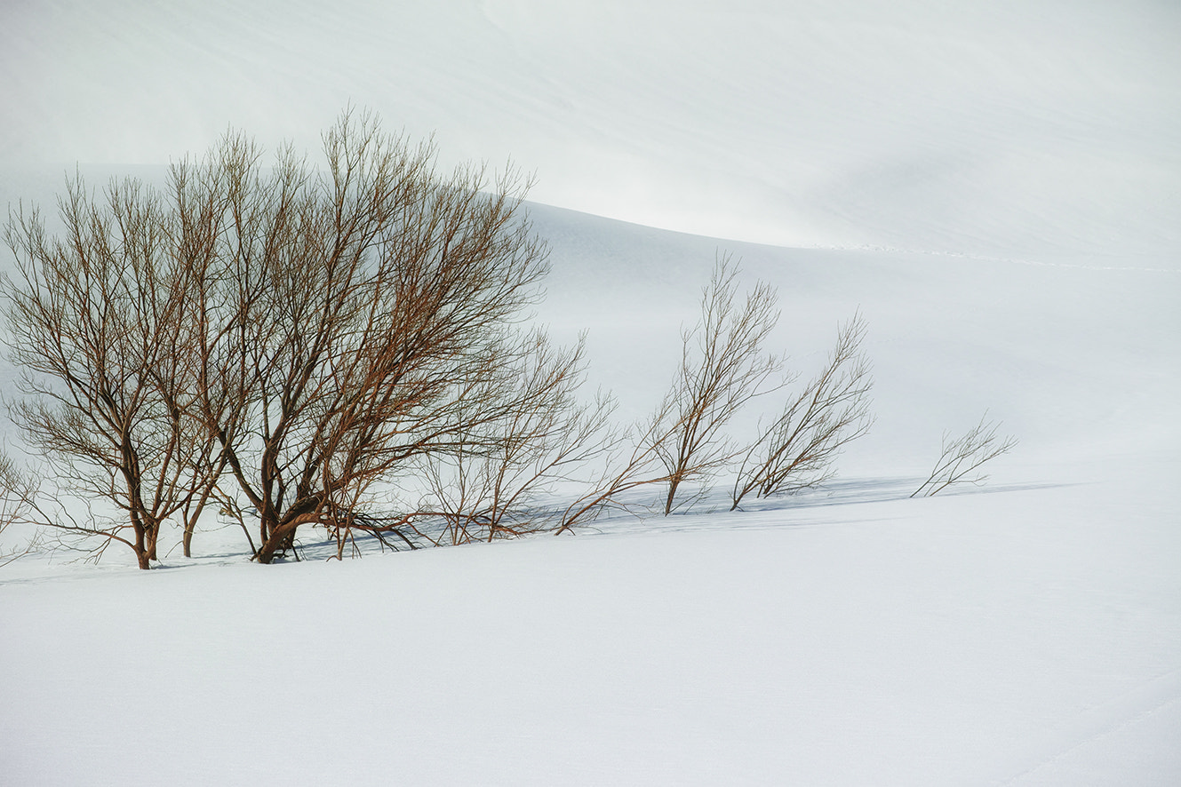 Sigma dp3 Quattro sample photo. Almost spring photography
