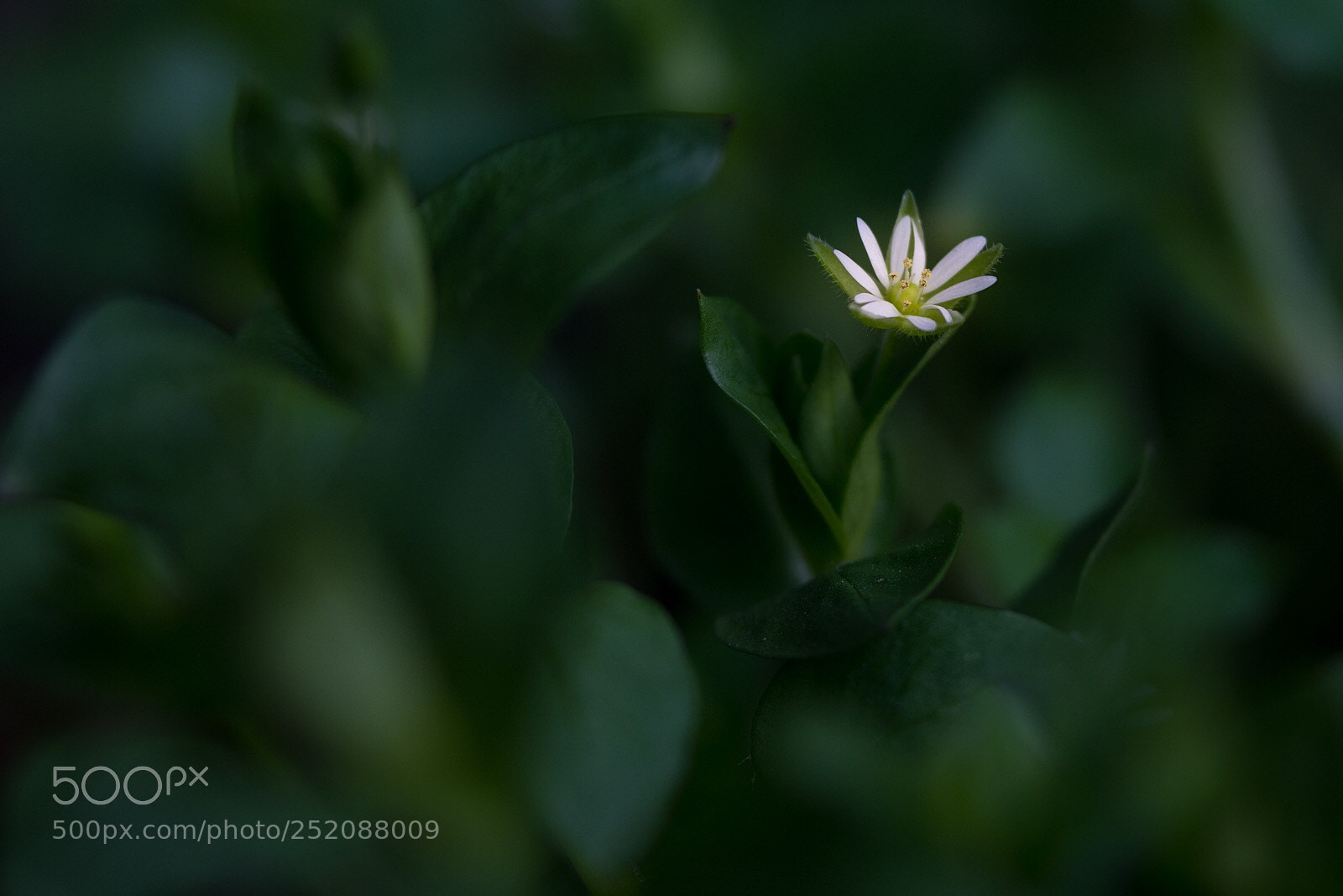 Nikon D7200 sample photo. Untitled photography