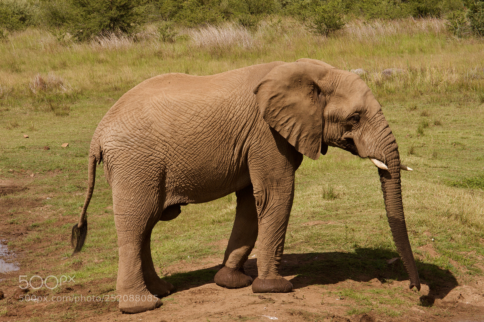 Canon EOS 7D sample photo. Elephant photography