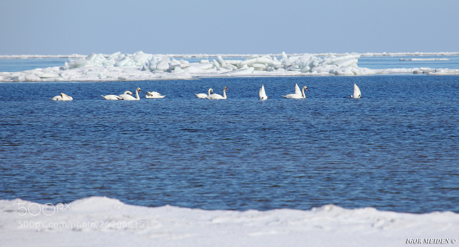 Canon EOS 5D Mark II sample photo. White swans amidst white photography