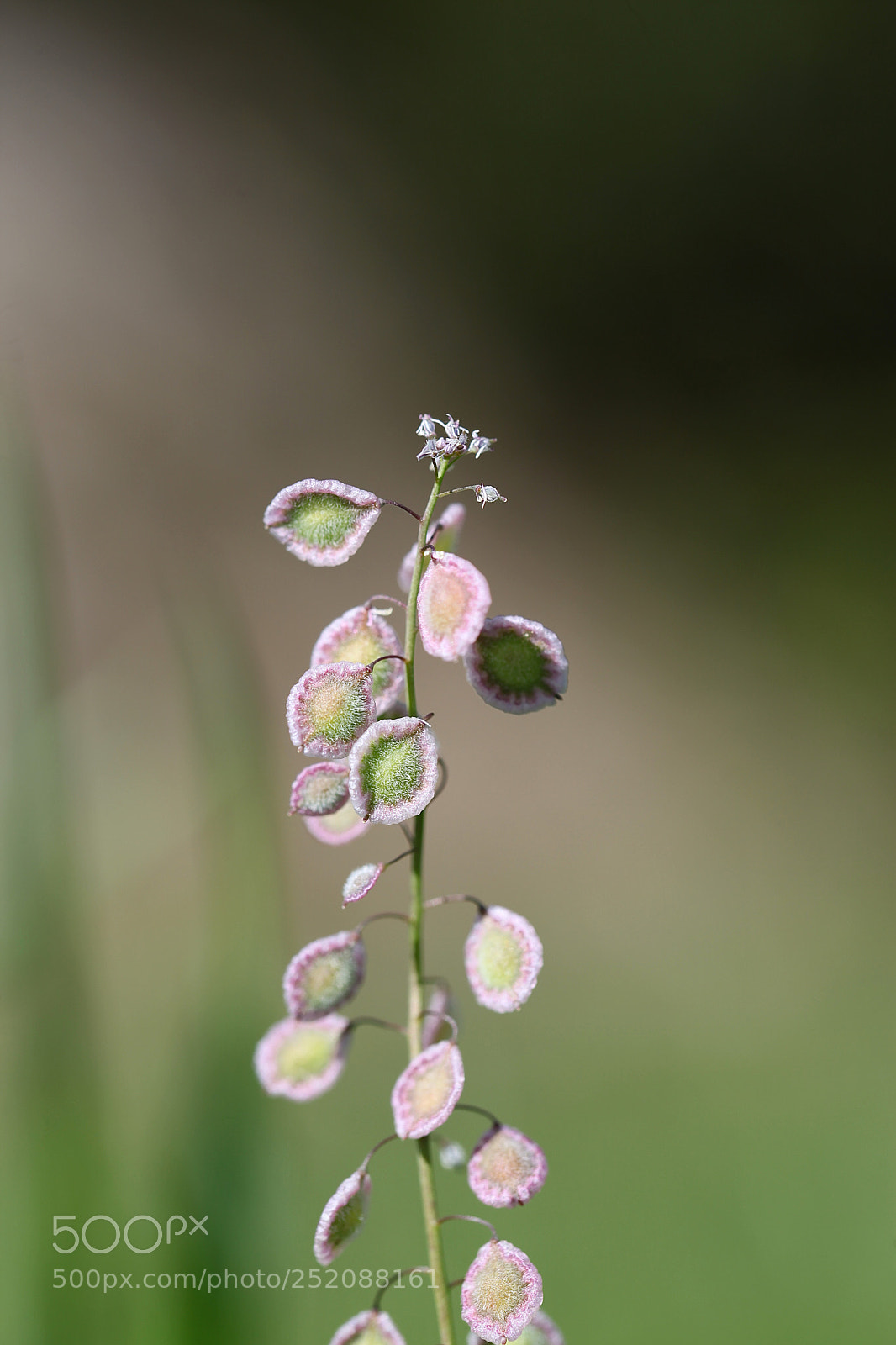 Canon EOS 5D Mark II sample photo. California plant photography