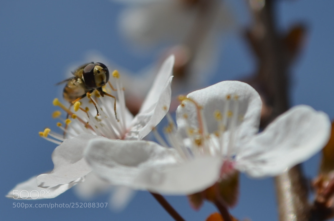 Nikon D5100 sample photo. Face to face photography