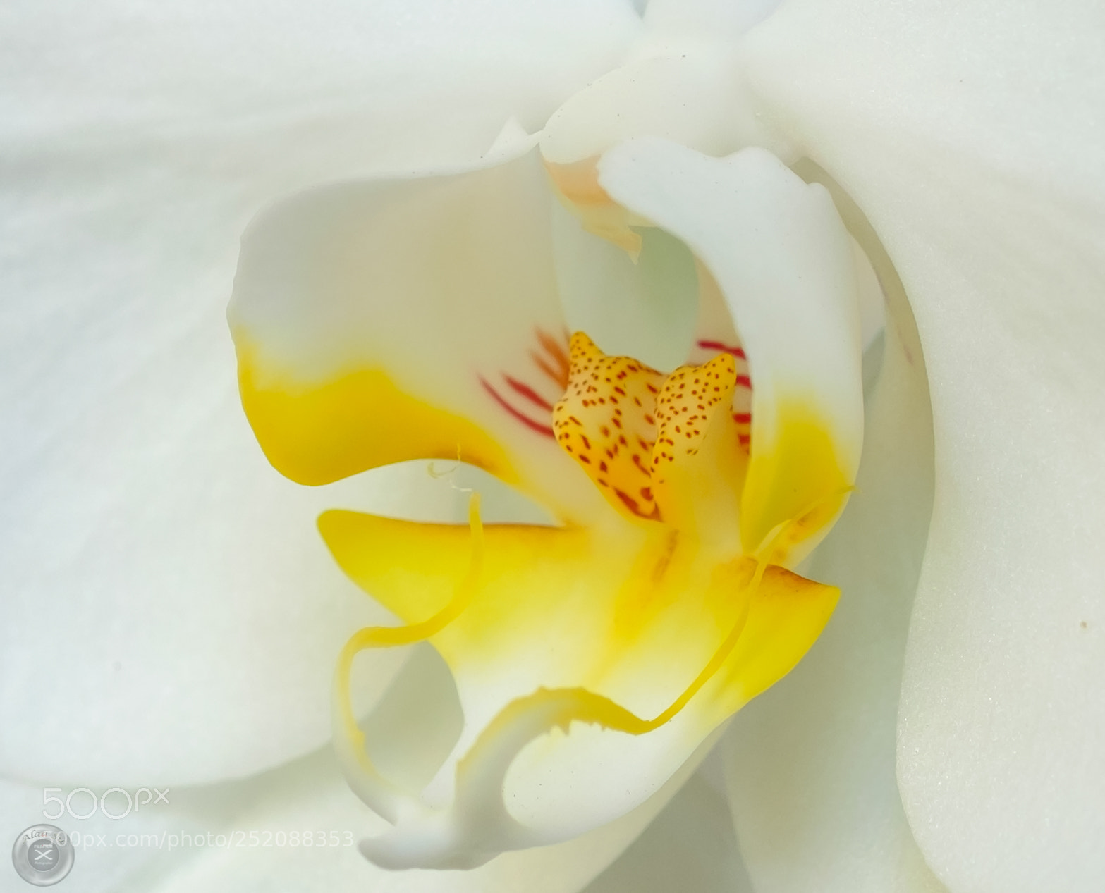 Fujifilm X-E2S sample photo. Deep inside white flower 3 photography