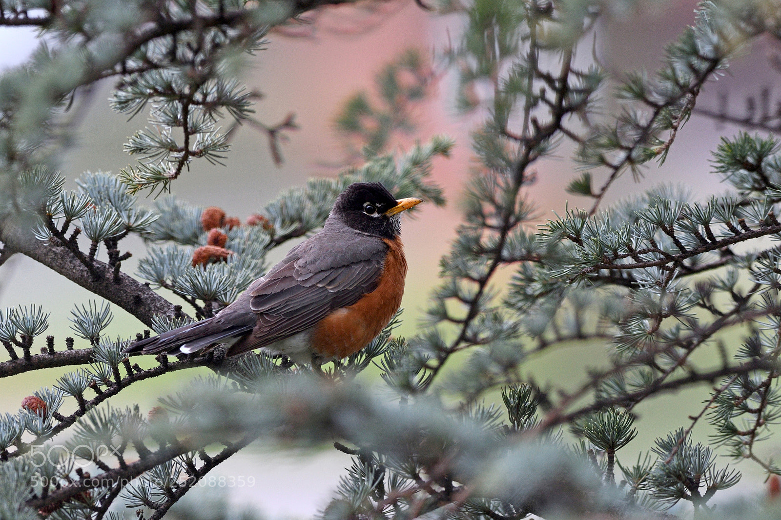Nikon D500 sample photo. American robin sitting on photography