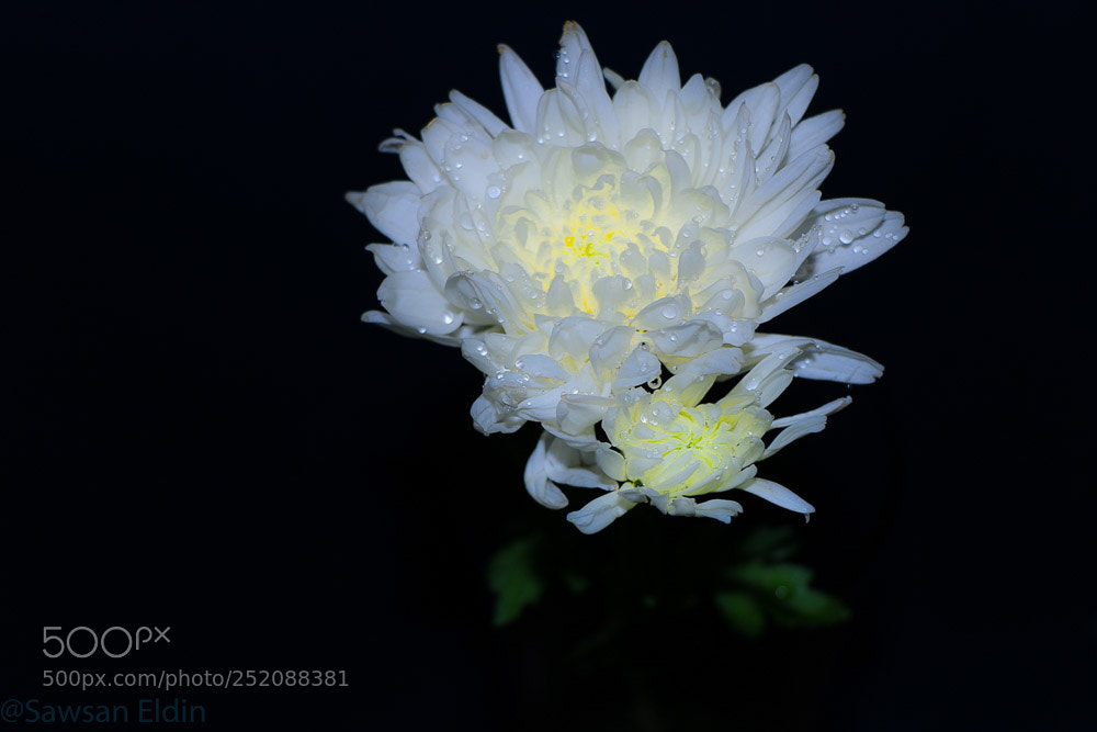 Canon EOS 70D sample photo. Untitled photography