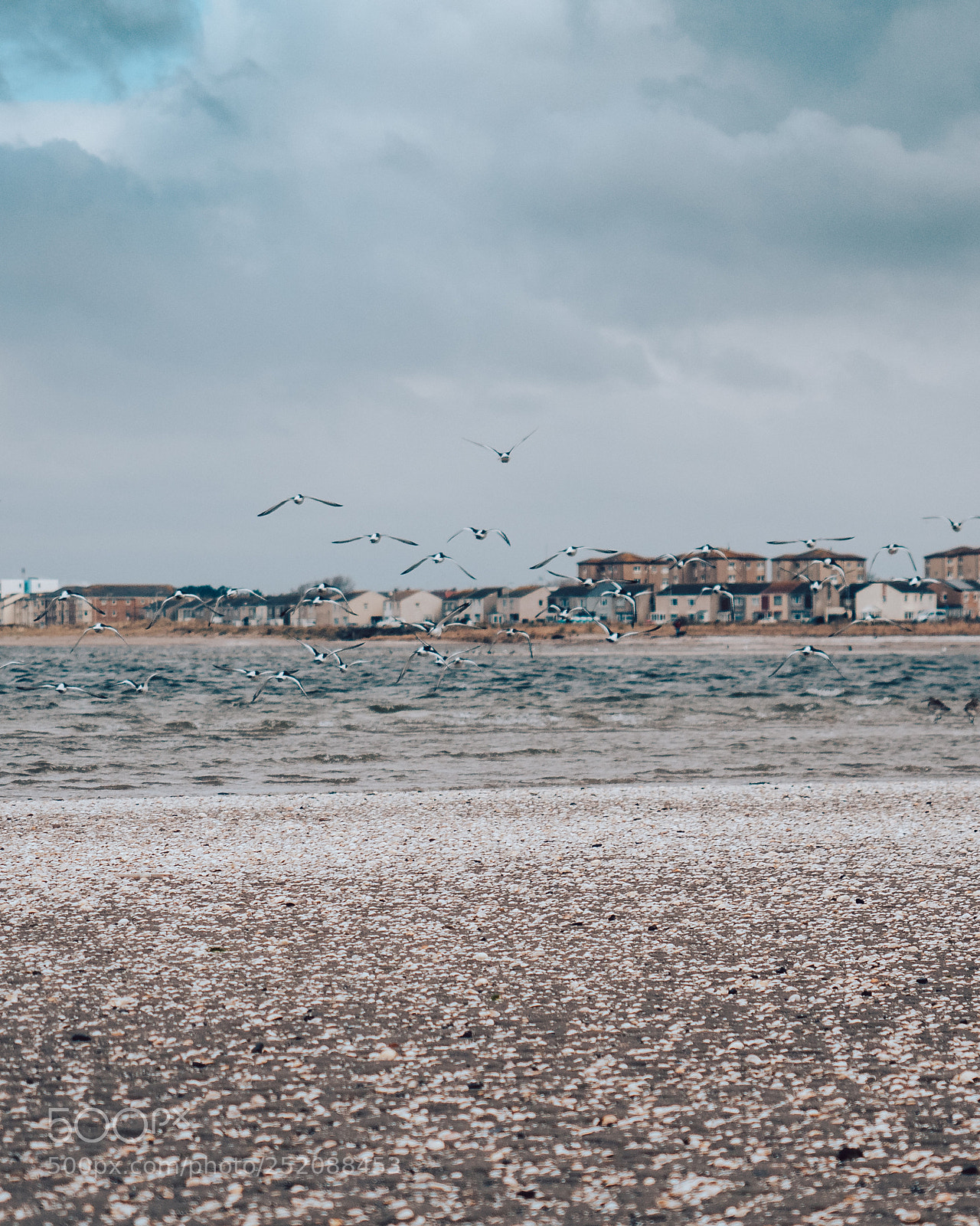 Olympus OM-D E-M5 II sample photo. Birds in troon photography