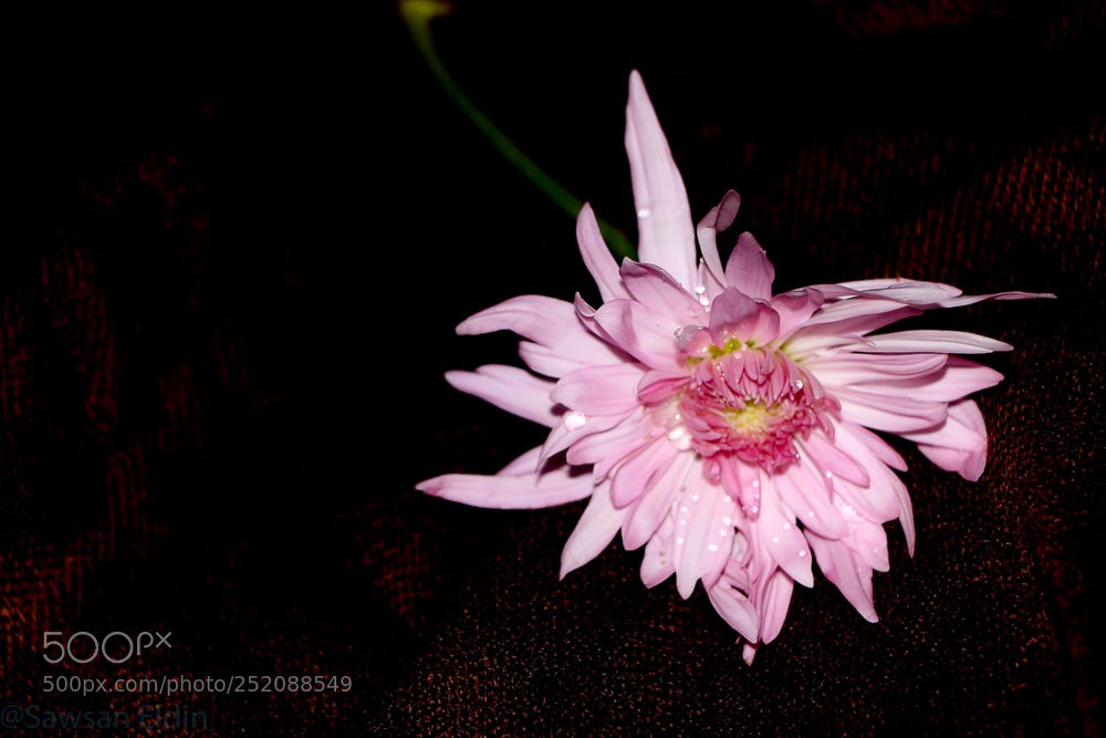 Canon EOS 70D sample photo. Untitled photography