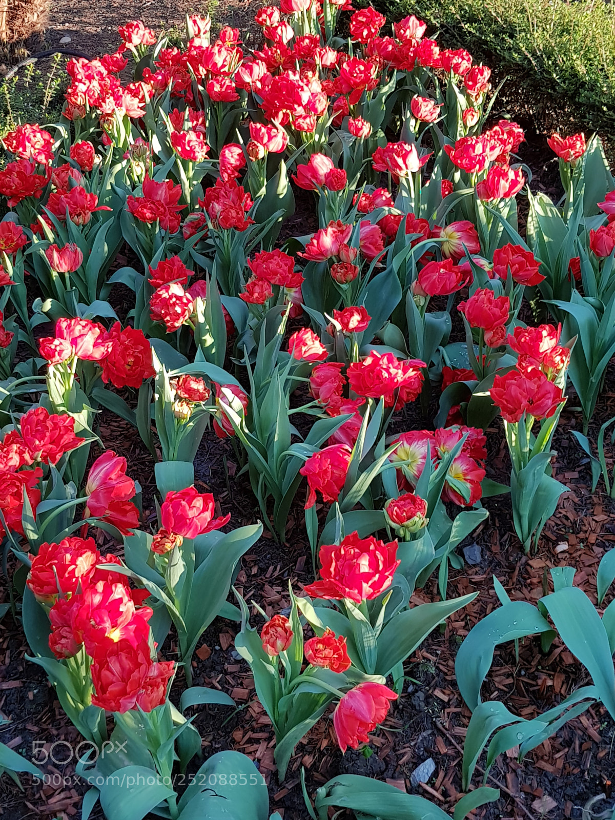 Samsung Galaxy S8 sample photo. Tulips photography