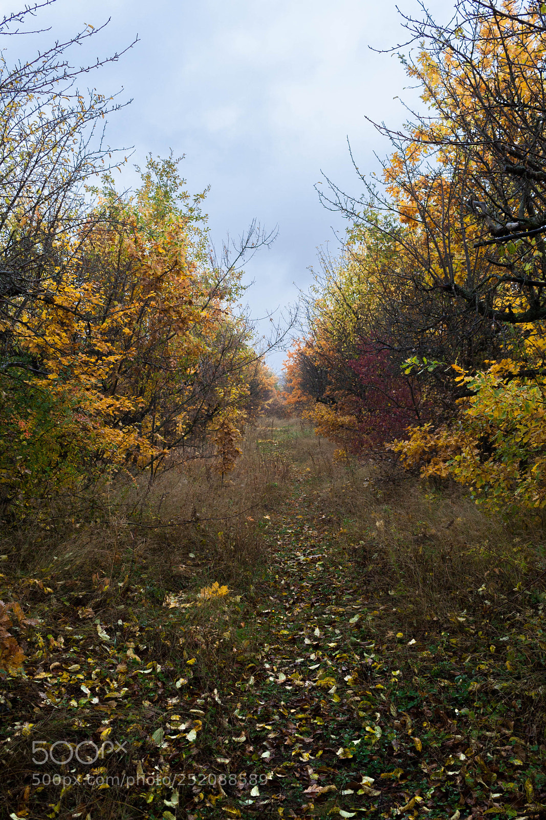 Canon EOS 350D (EOS Digital Rebel XT / EOS Kiss Digital N) sample photo. Fall in voronezh photography