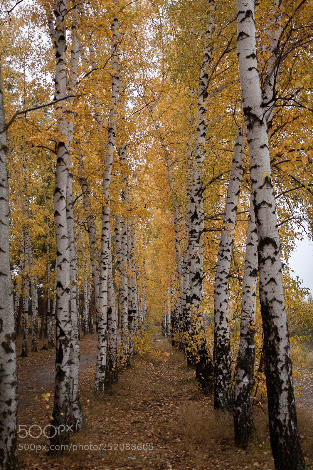 Canon EOS 350D (EOS Digital Rebel XT / EOS Kiss Digital N) sample photo. Fall in voronezh photography