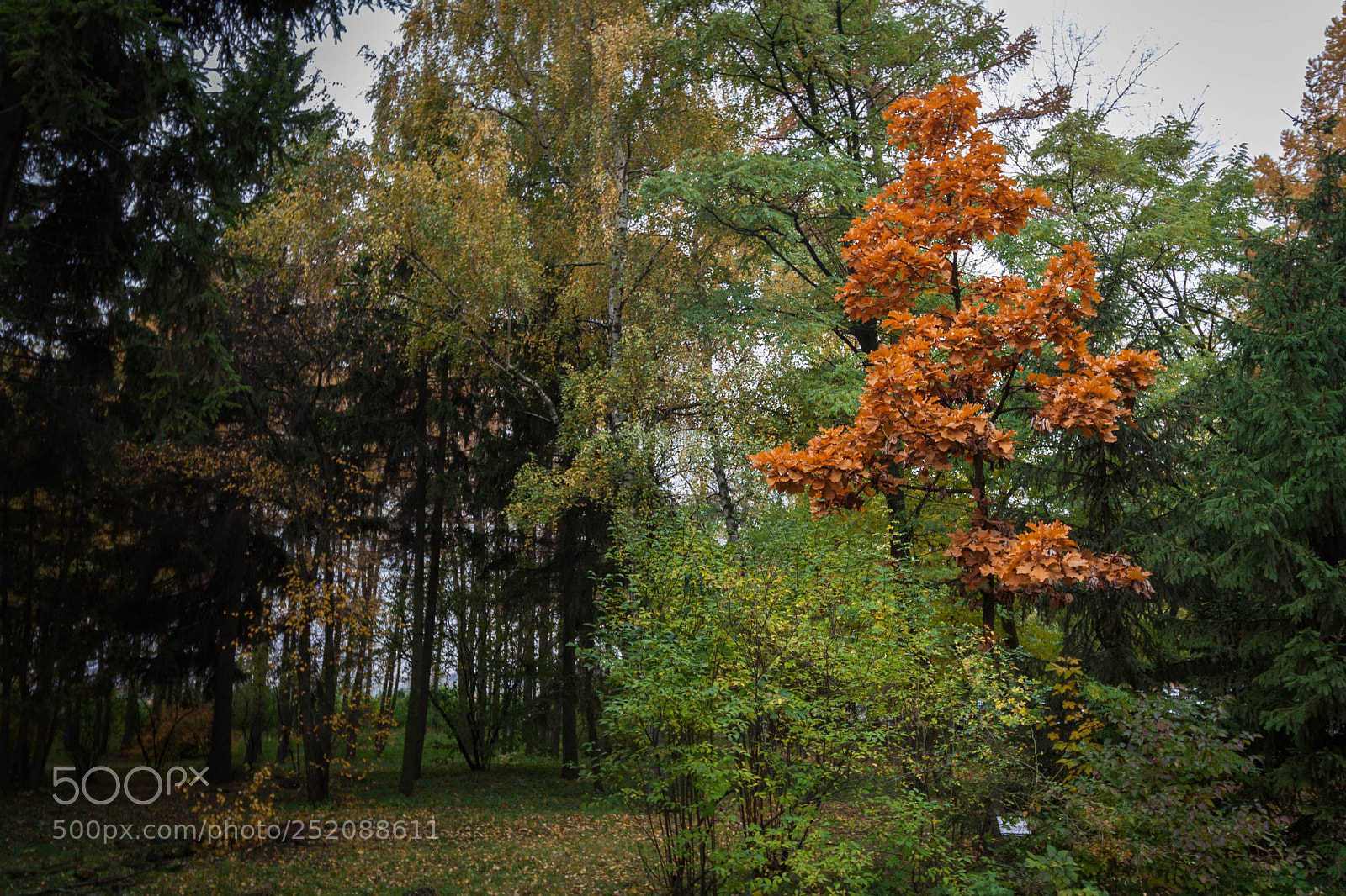 Canon EOS 350D (EOS Digital Rebel XT / EOS Kiss Digital N) sample photo. Fall in voronezh photography