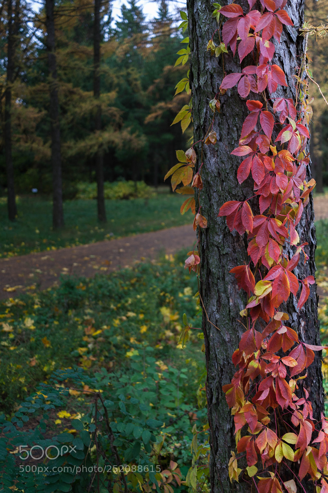 Canon EOS 350D (EOS Digital Rebel XT / EOS Kiss Digital N) sample photo. Fall in voronezh photography