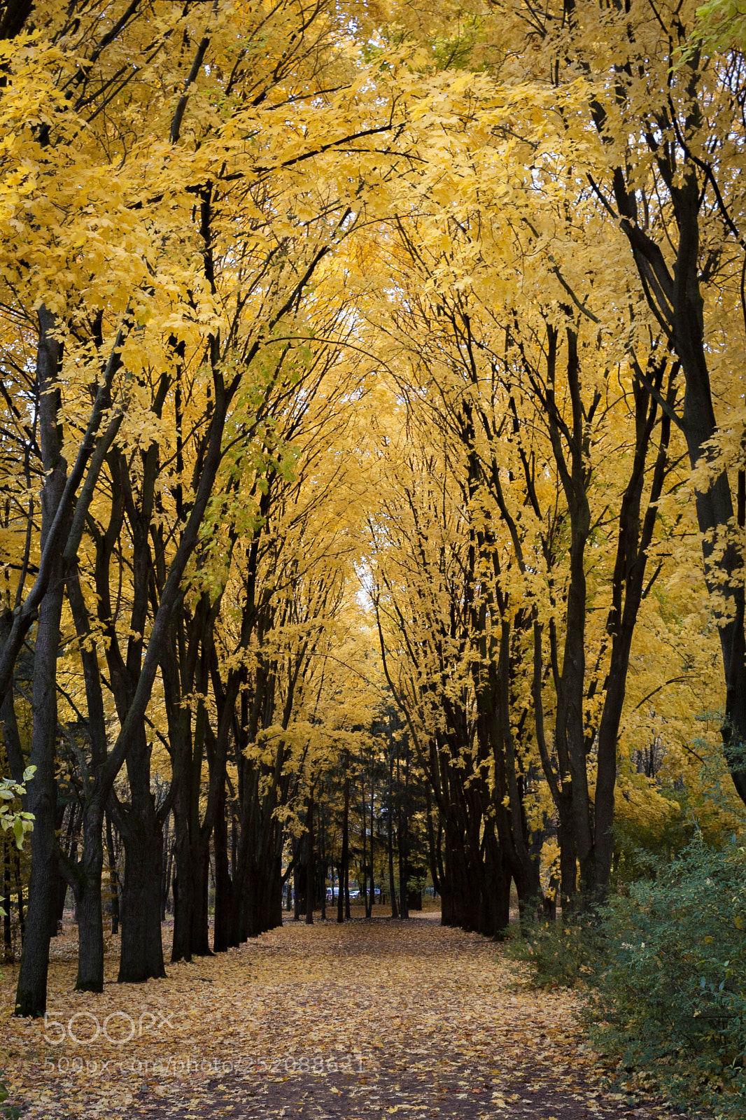 Canon EOS 350D (EOS Digital Rebel XT / EOS Kiss Digital N) sample photo. Fall in voronezh photography