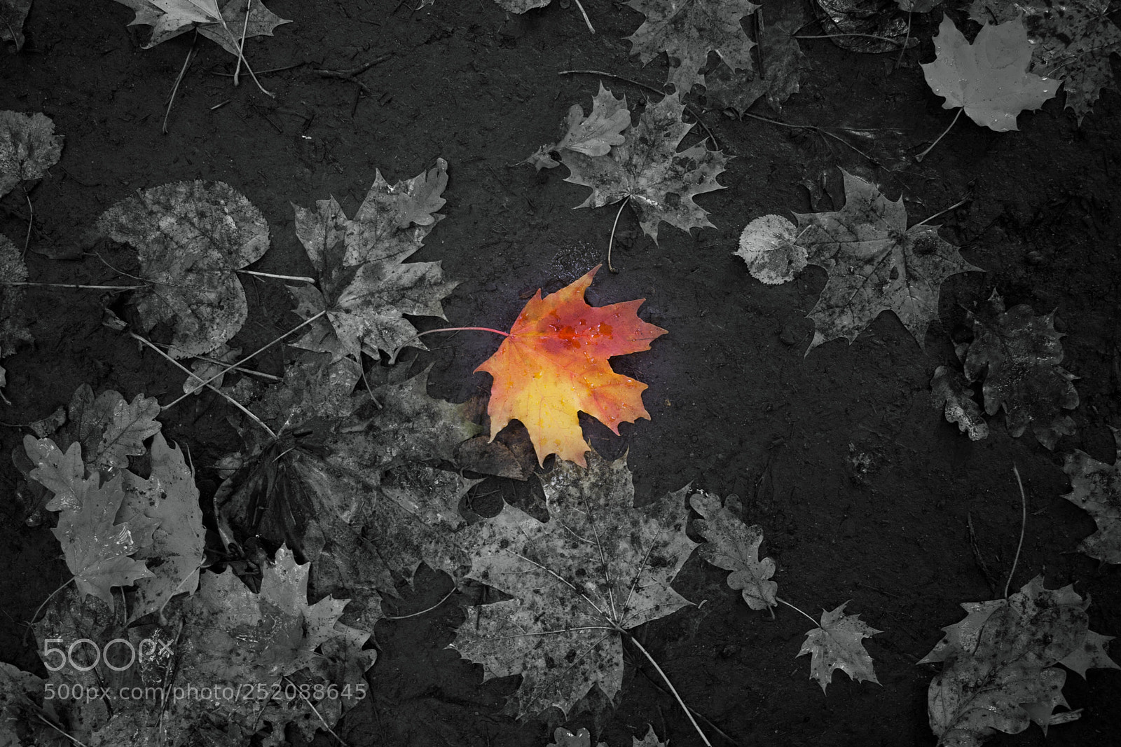 Canon EOS 350D (EOS Digital Rebel XT / EOS Kiss Digital N) sample photo. Fall in voronezh photography