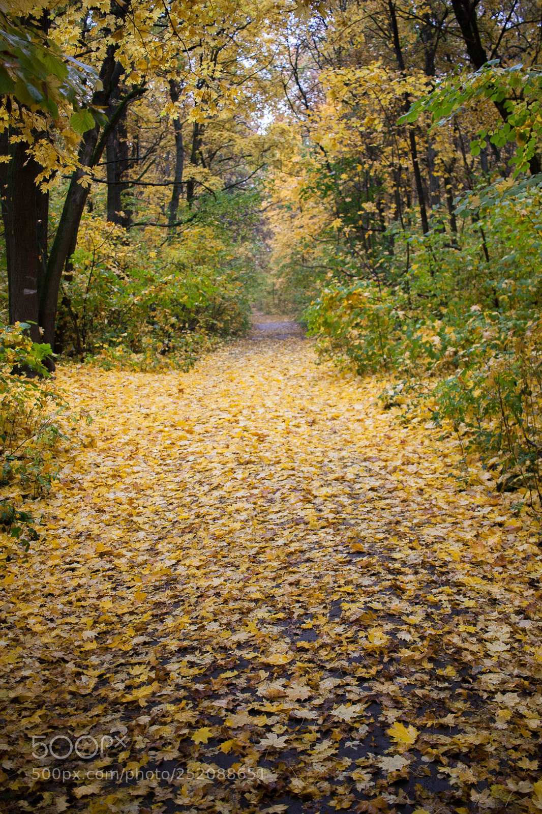 Canon EOS 350D (EOS Digital Rebel XT / EOS Kiss Digital N) sample photo. Fall in voronezh photography