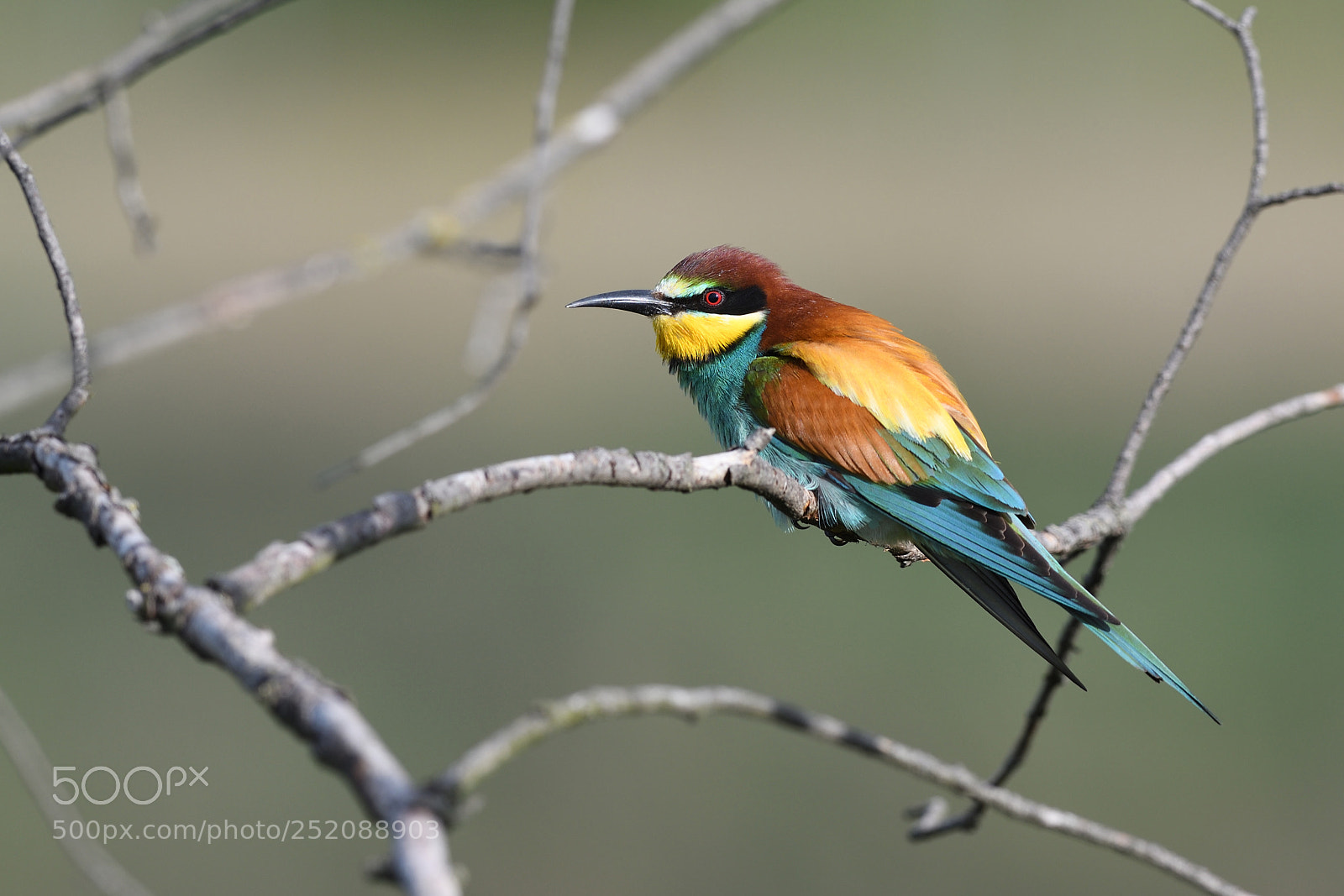 Nikon D500 sample photo. European bee-eater sitting in photography