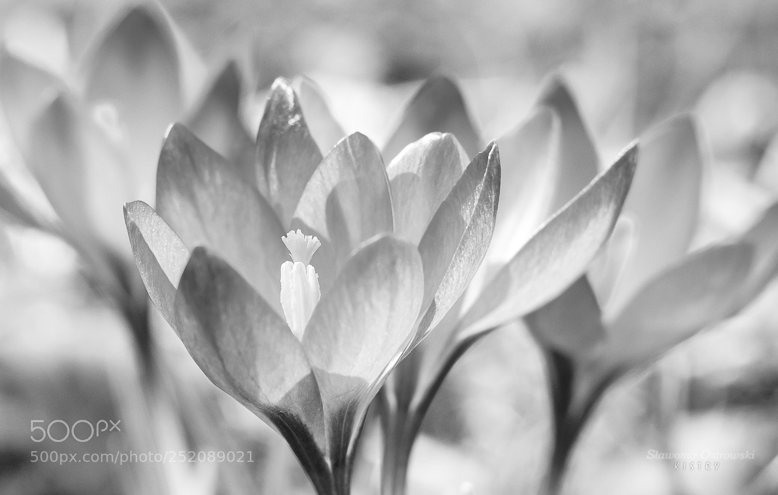Fujifilm X-T1 sample photo. Crocuses photography