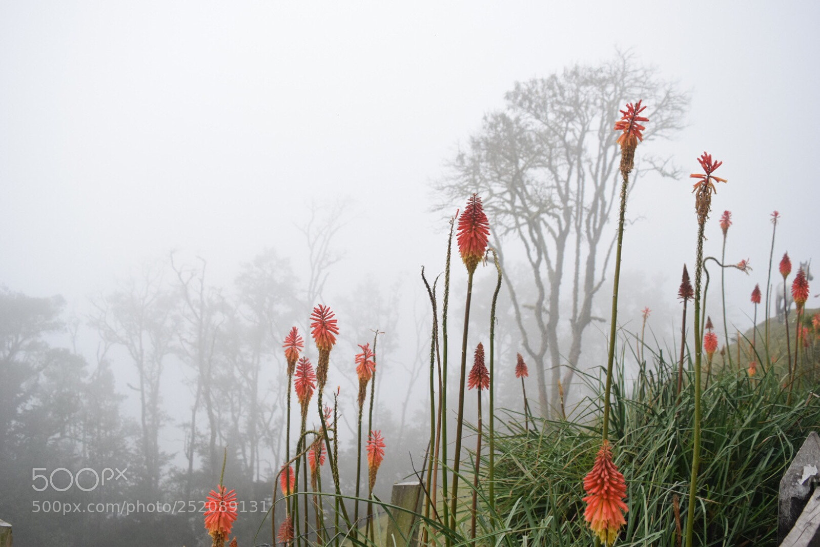 Nikon D3300 sample photo. Bosque de niebla photography