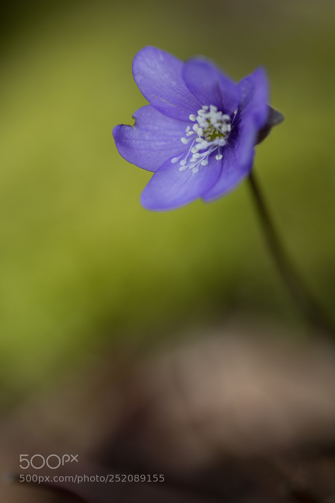 Canon EOS 5D Mark IV sample photo. Anémones hépatiques photography