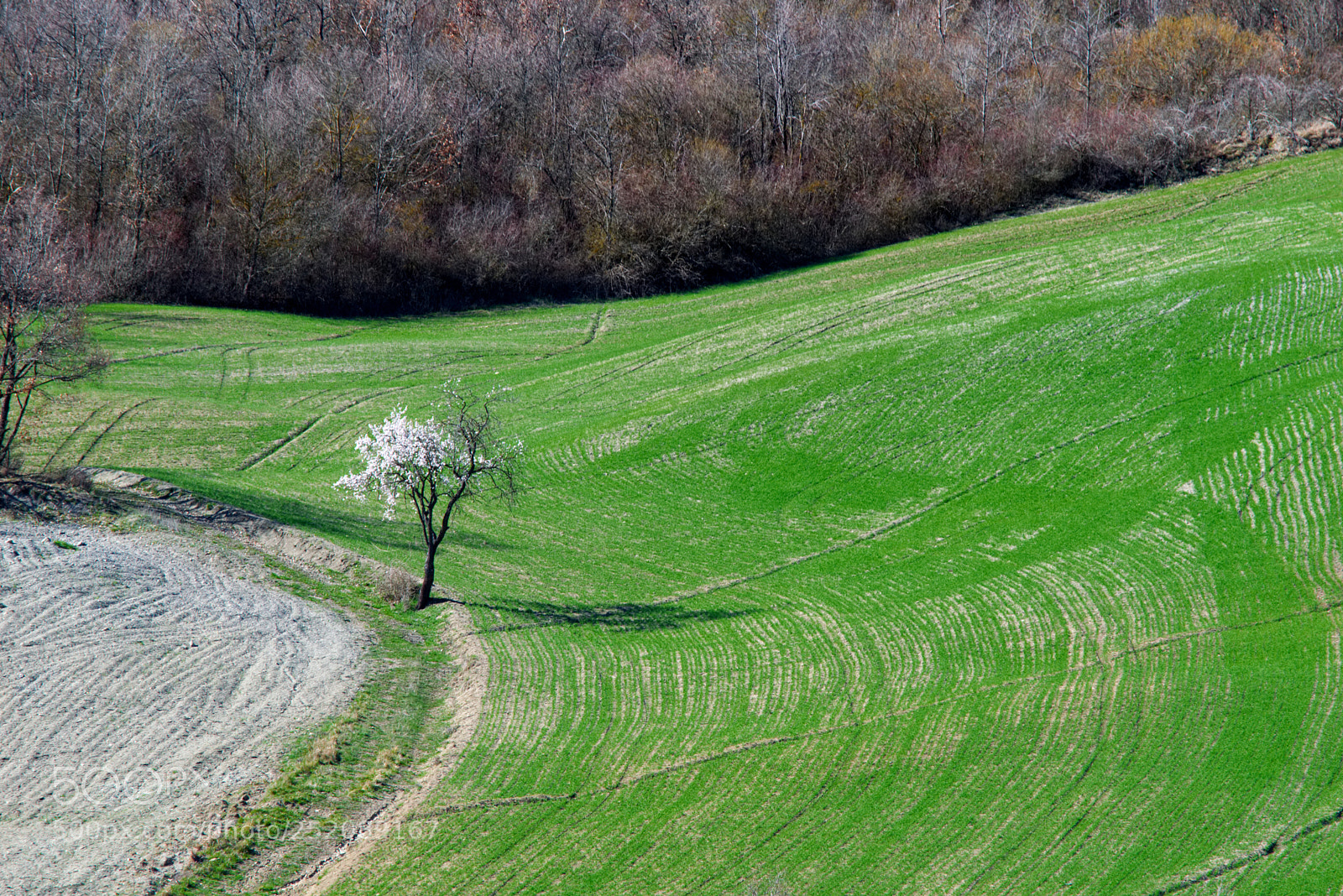Nikon D3300 sample photo. Spring photography