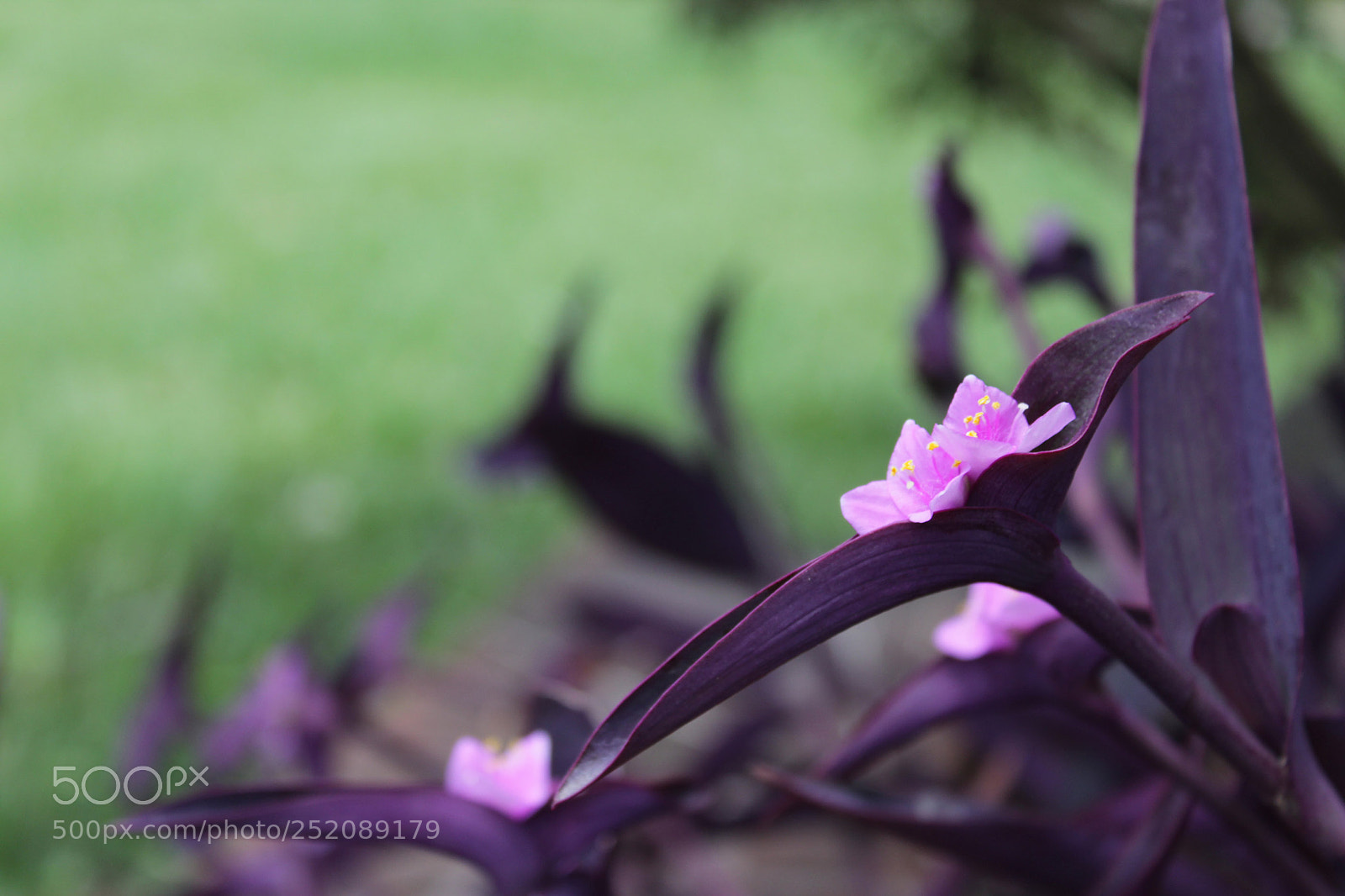 Canon EOS 1200D (EOS Rebel T5 / EOS Kiss X70 / EOS Hi) sample photo. Violeta photography