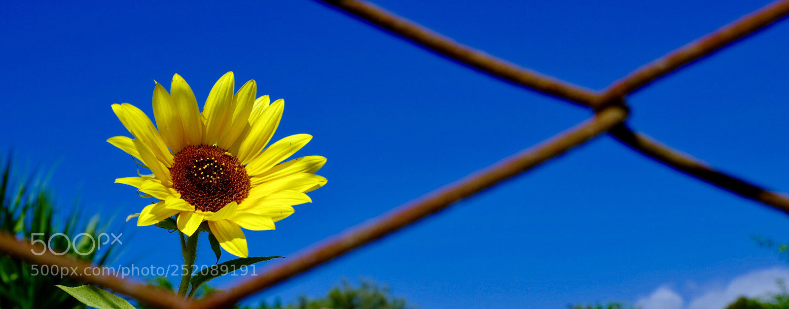 Fujifilm GFX 50S sample photo. Sunflower  photography