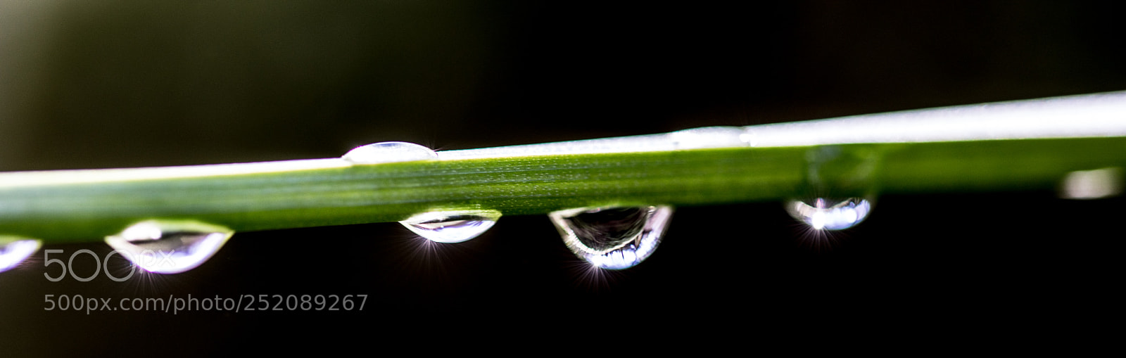 Canon EOS 5D Mark IV sample photo. Niv oles- gouttes d'eau photography