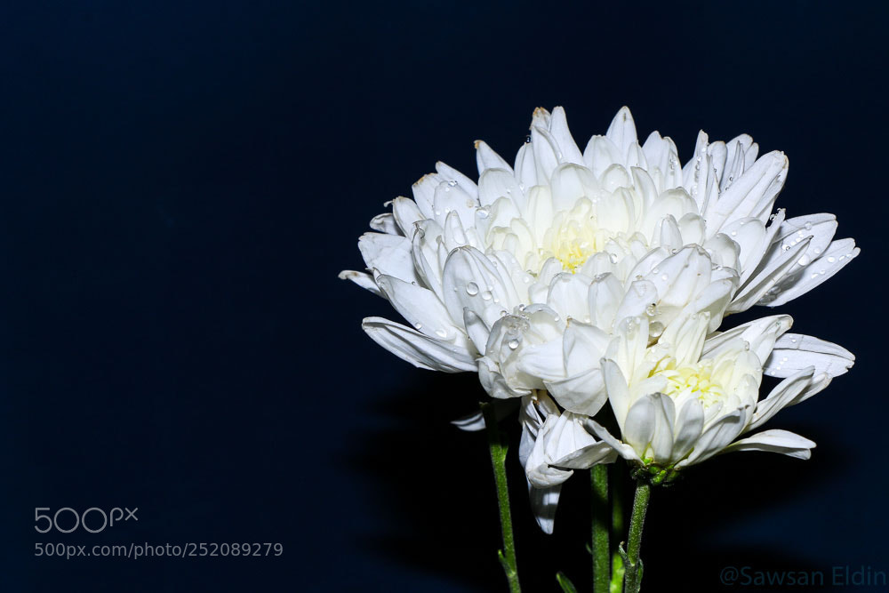 Canon EOS 70D sample photo. White flower ? photography
