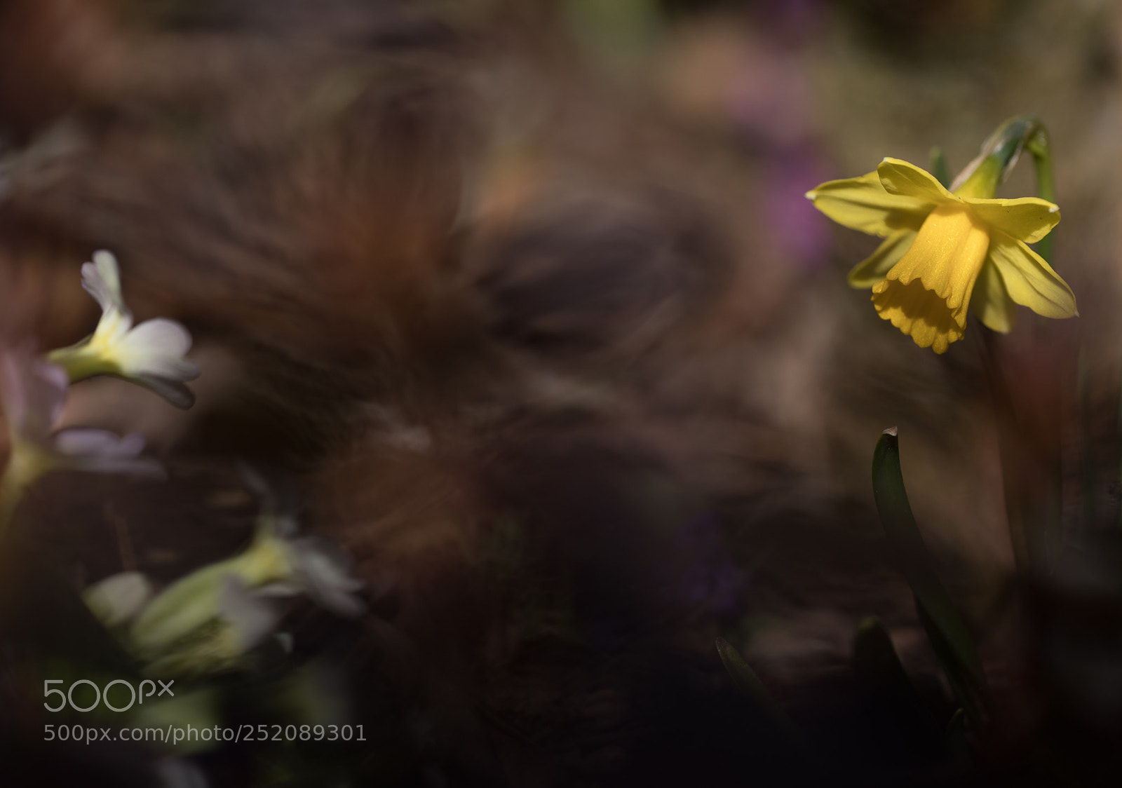 Canon EOS 5D Mark IV sample photo. Macro - jonquilles photography