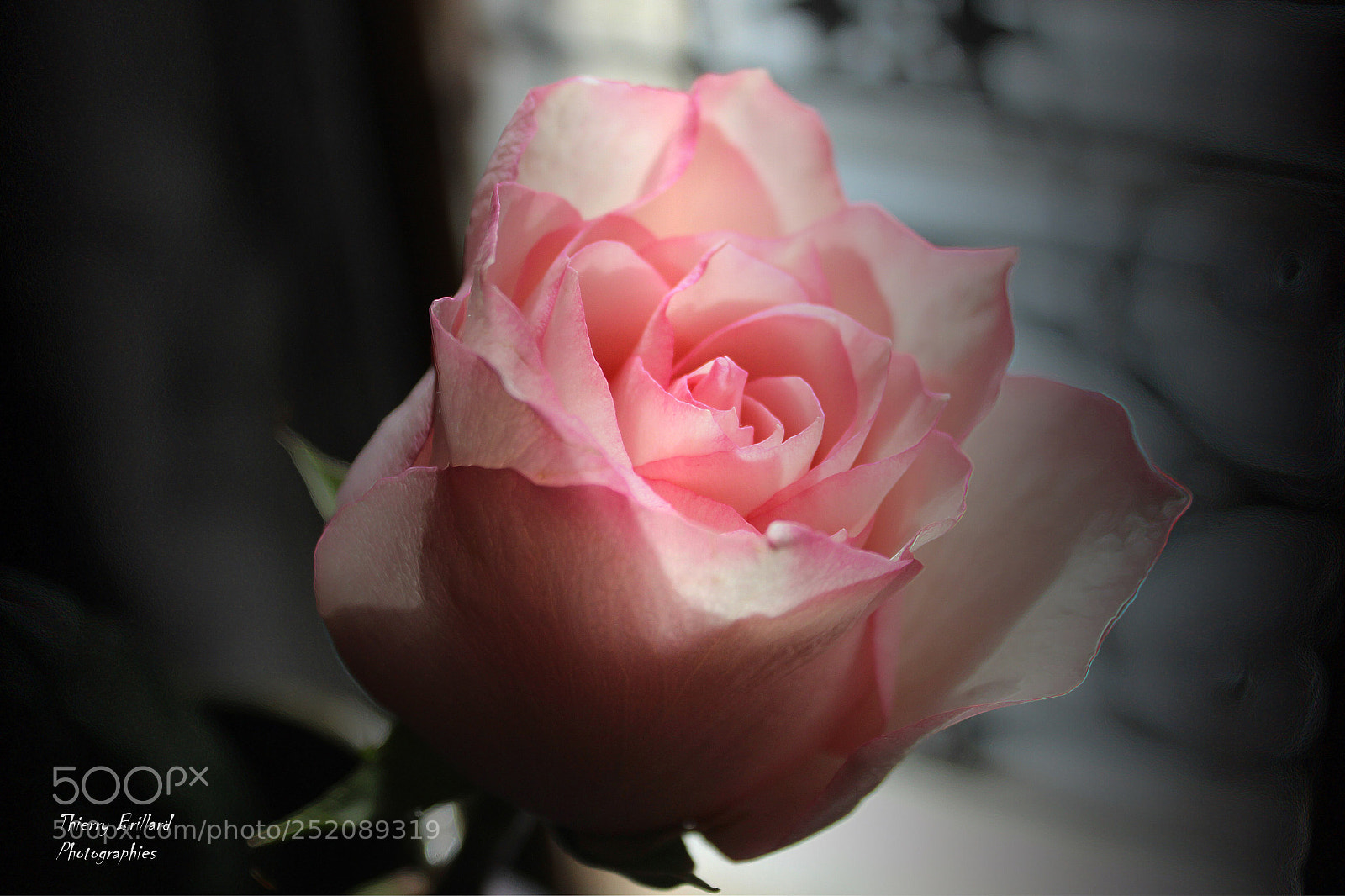Canon EOS 600D (Rebel EOS T3i / EOS Kiss X5) sample photo. Belle et lumineuse rose photography