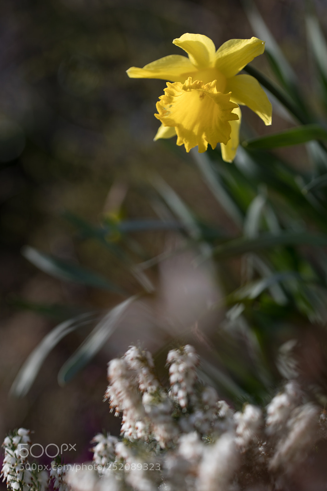 Canon EOS 5D Mark IV sample photo. Macro - jonquilles photography